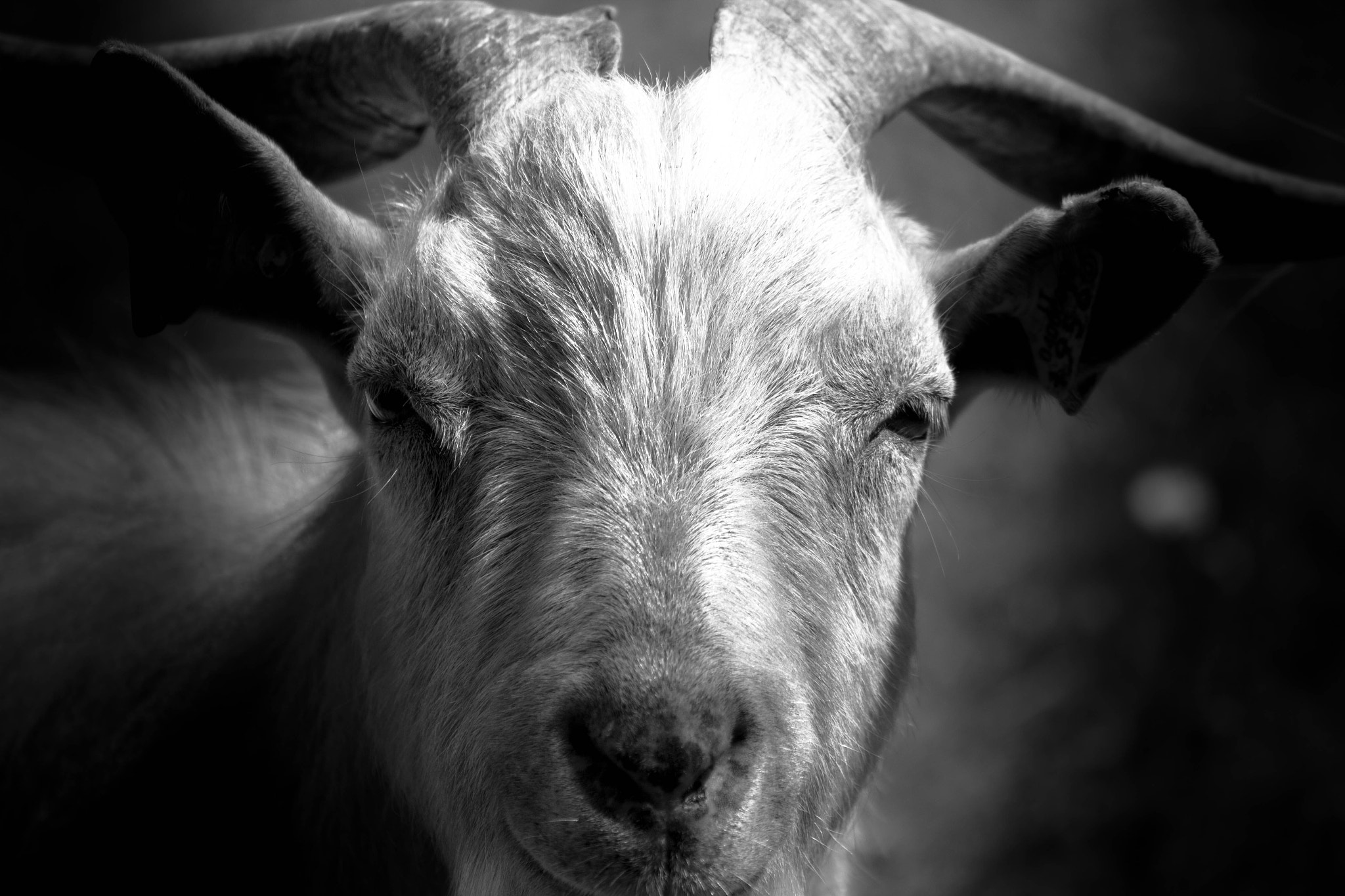 Canon EOS 550D (EOS Rebel T2i / EOS Kiss X4) + Tamron SP 70-300mm F4-5.6 Di VC USD sample photo. My goat photography