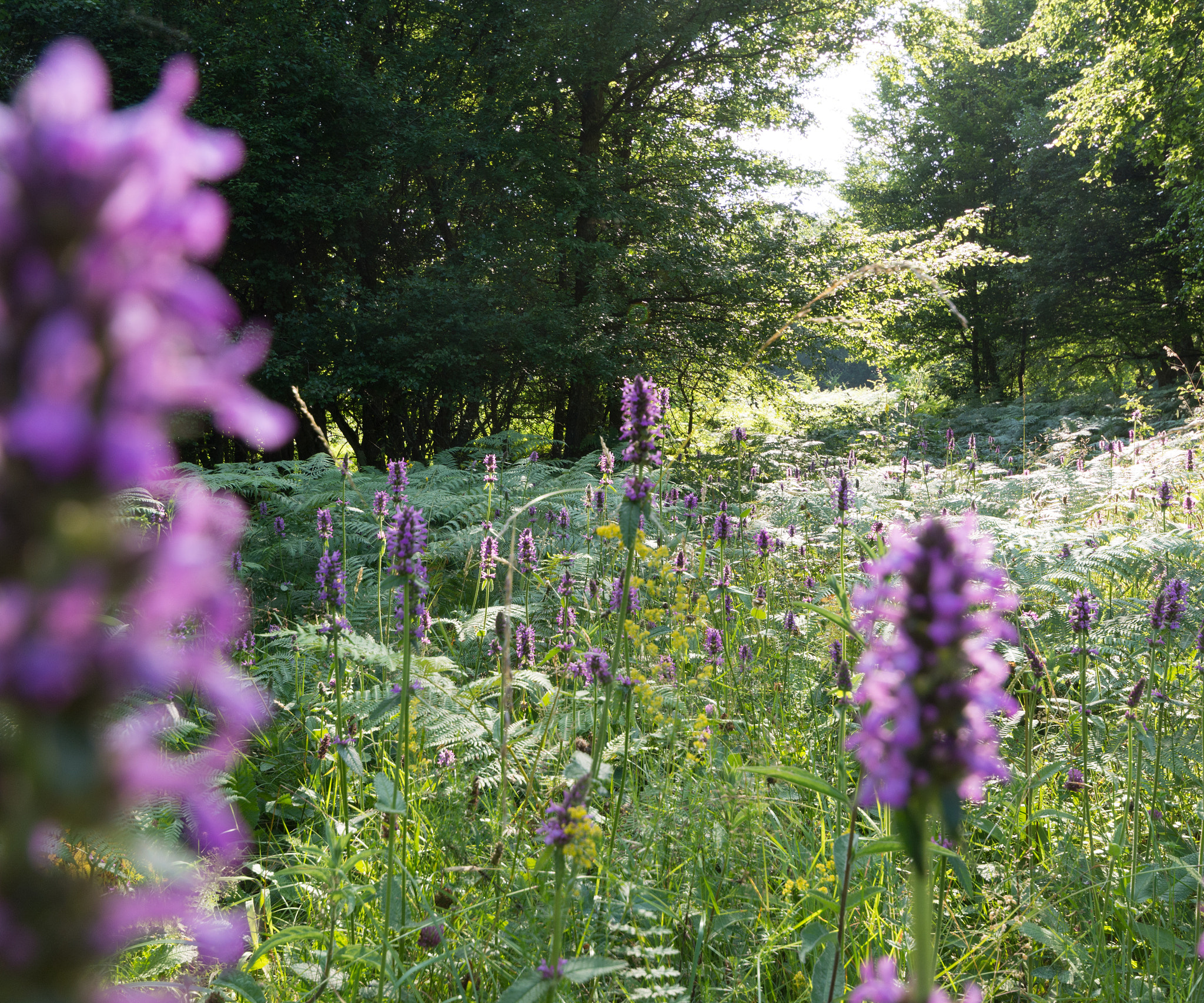 Sigma 10-20mm F4-5.6 EX DC HSM sample photo. Salvia meadow photography