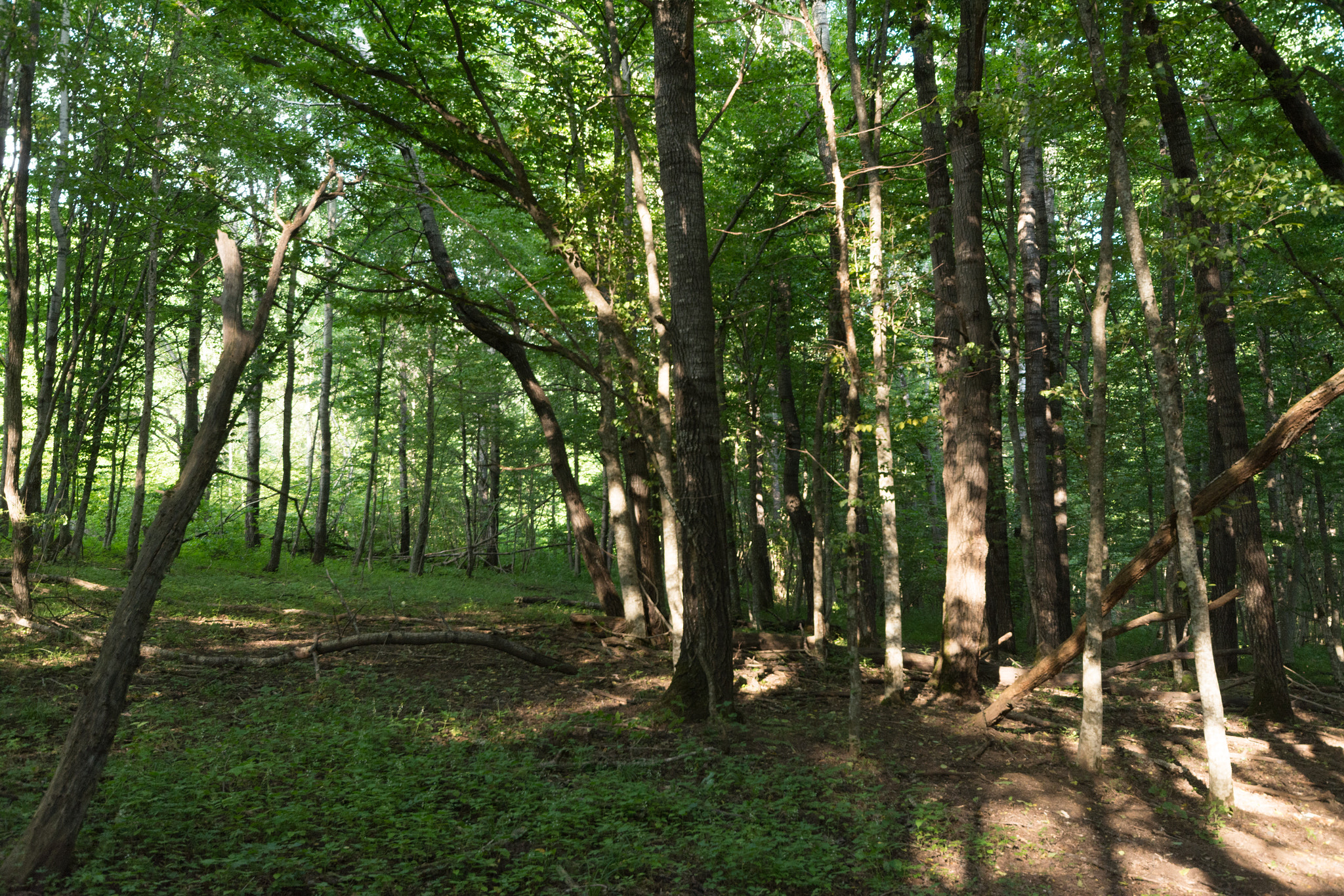 Sigma 10-20mm F4-5.6 EX DC HSM sample photo. Woods in the sunlight photography
