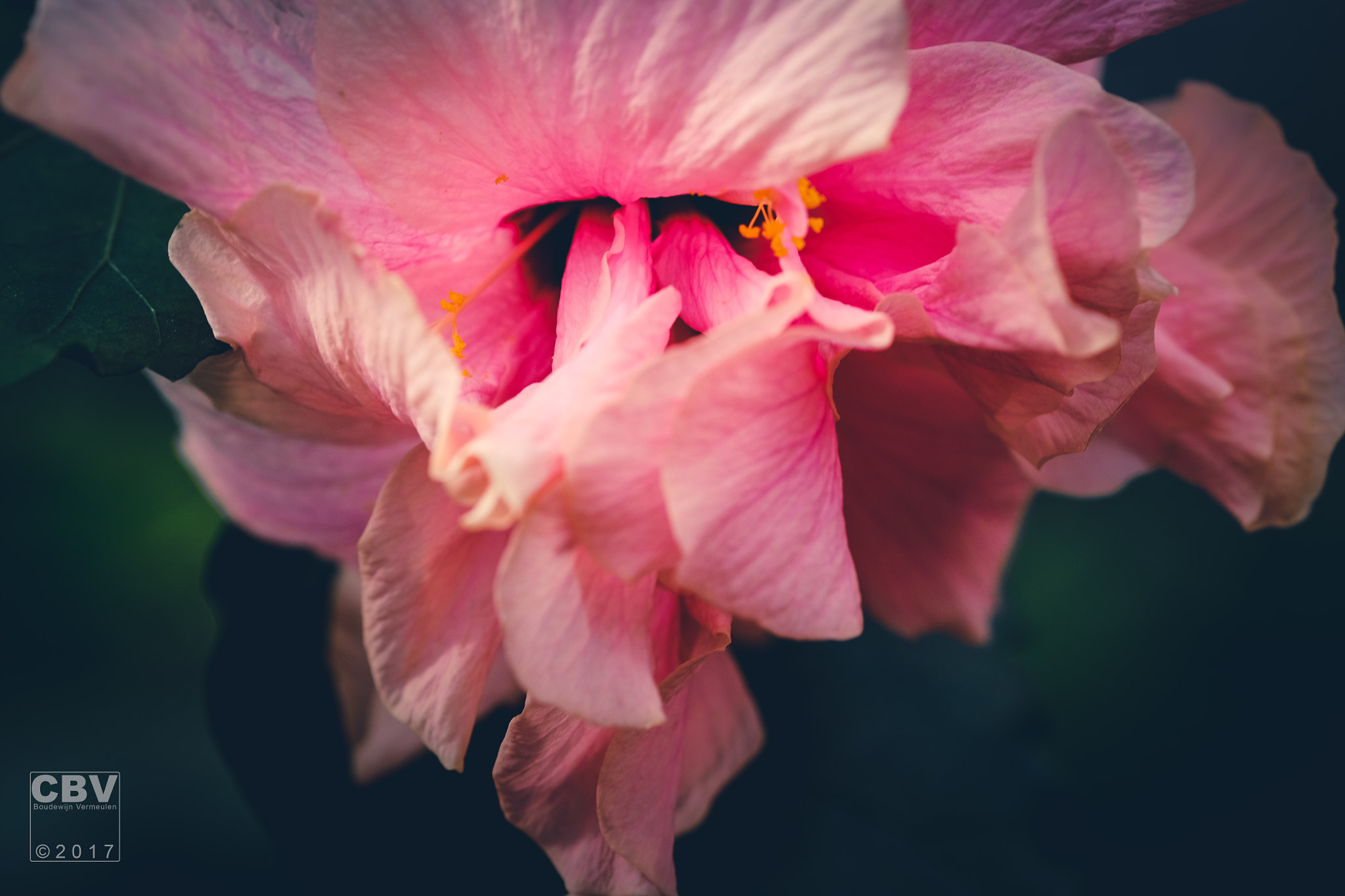 Fujifilm X-E2 + Fujifilm XF 90mm F2 R LM WR sample photo. Hibiscus photography