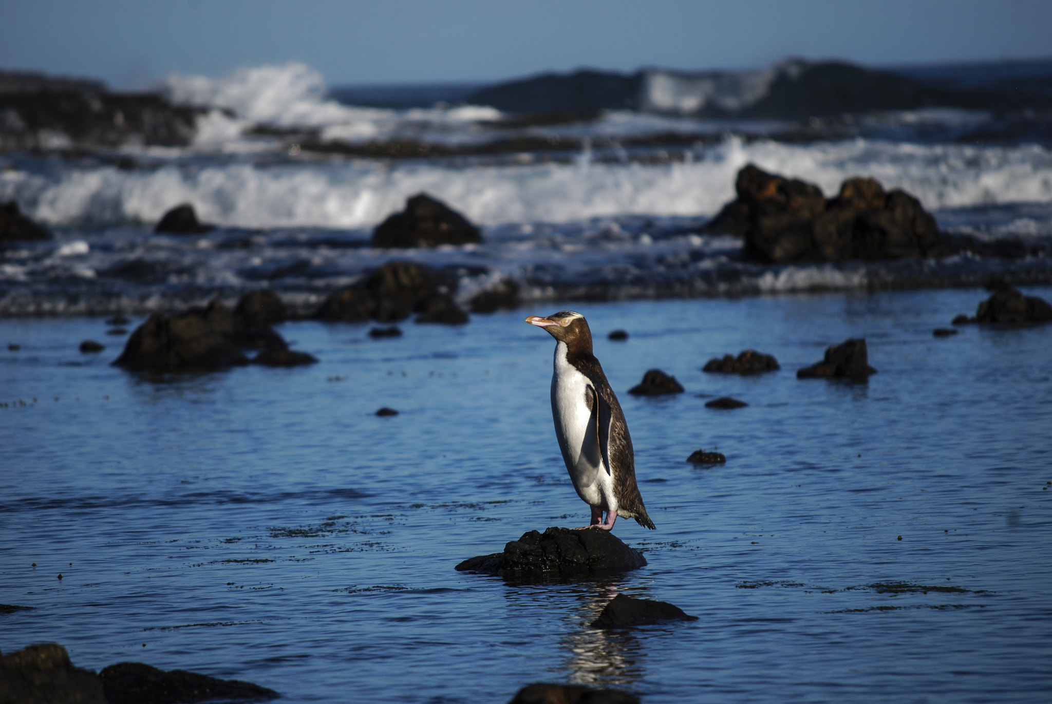 Nikon D40X sample photo. Pinguin photography