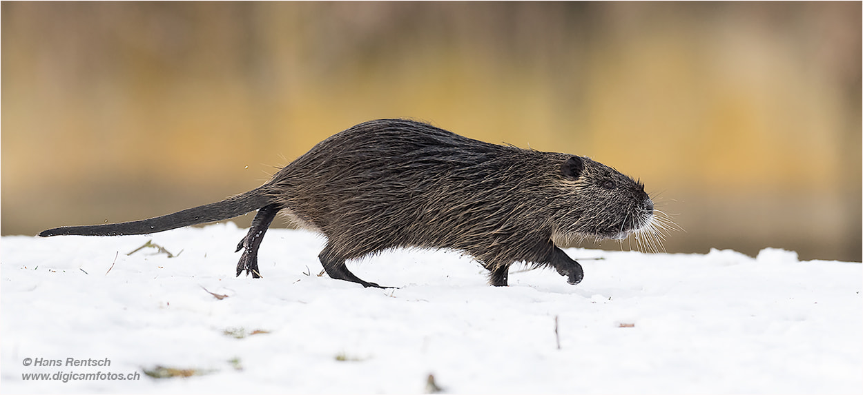 Nikon AF-S Nikkor 600mm F4E FL ED VR sample photo. Jugendliches nutria photography