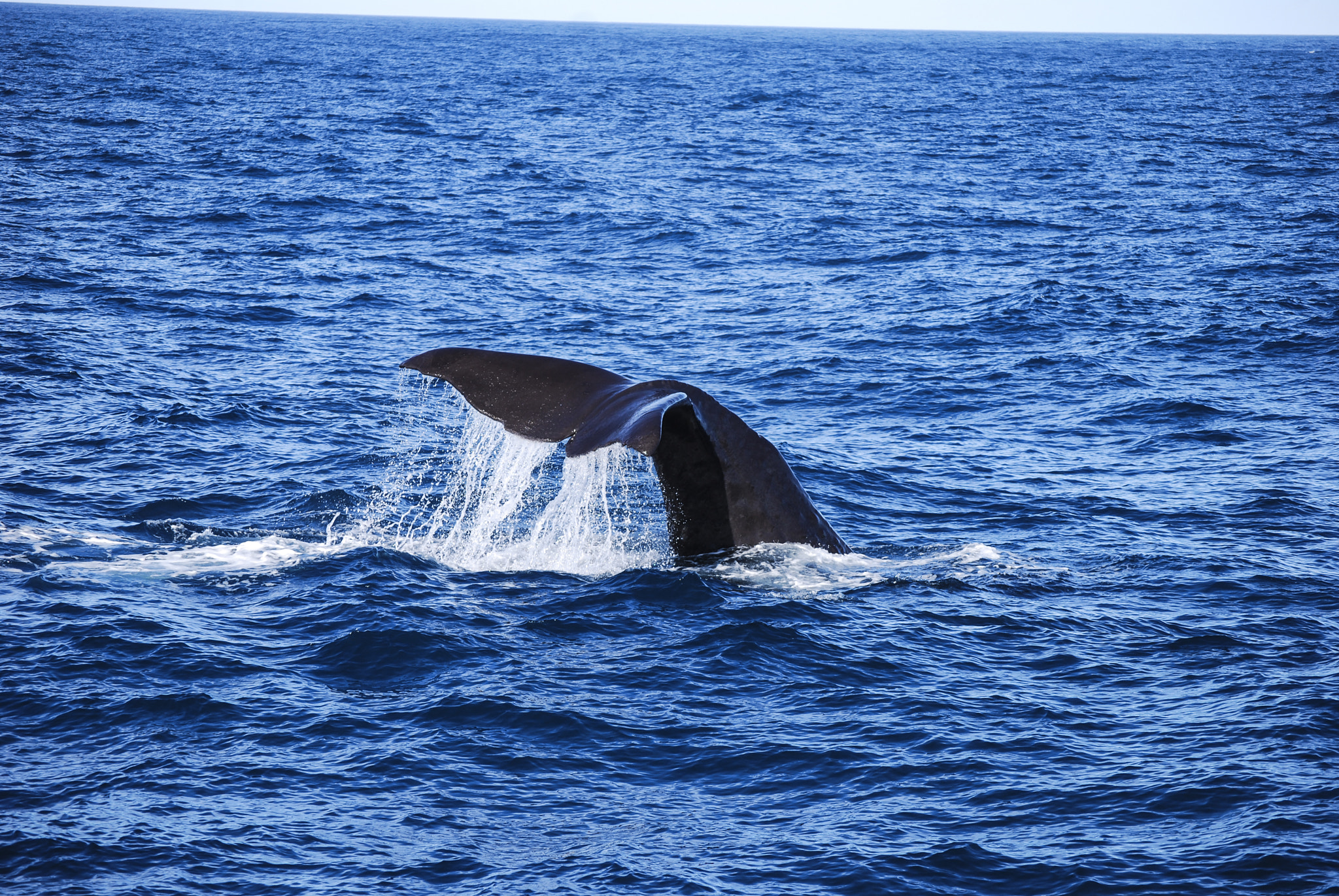 Nikon D40X sample photo. Whale photography