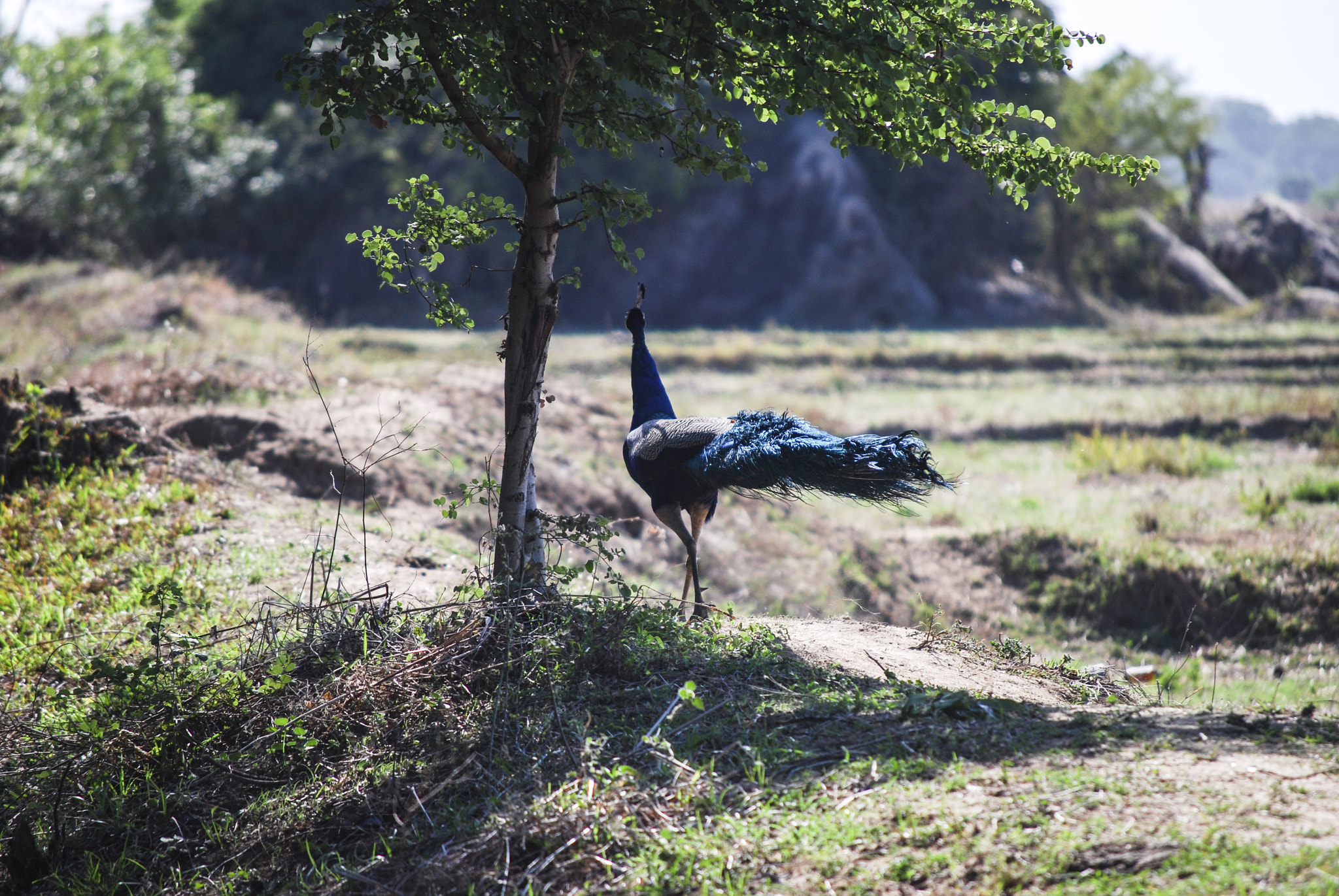Nikon D40X sample photo. Peacock runs away photography