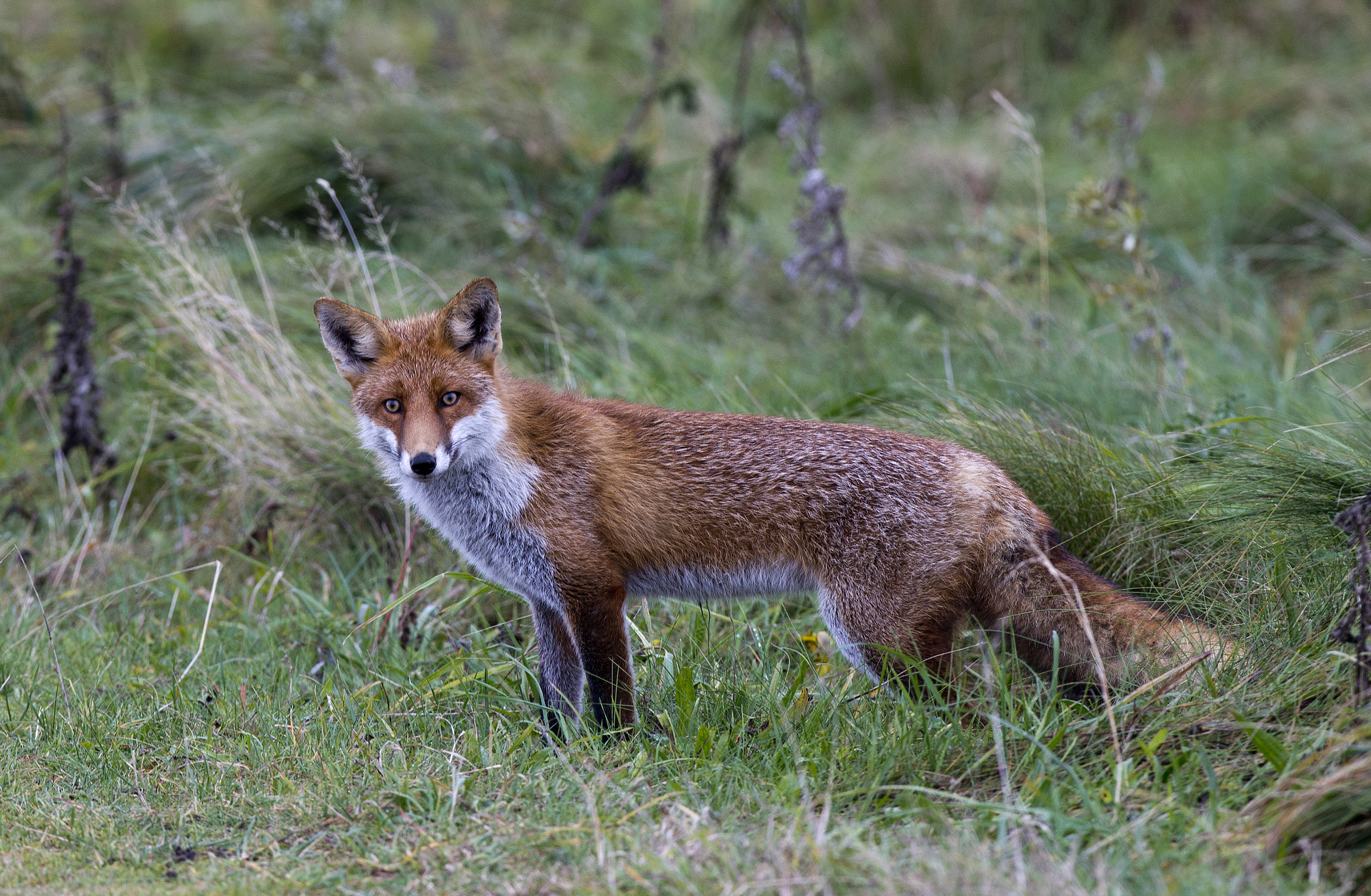 Canon EF 400mm F2.8L IS II USM sample photo. Fox photography
