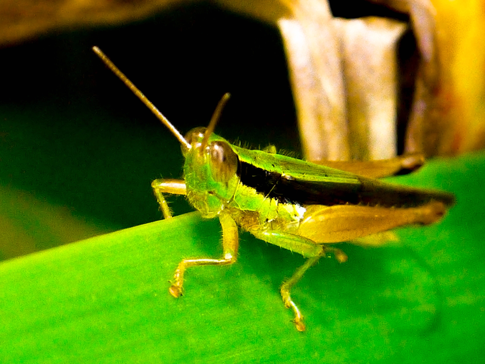 Panasonic Lumix DMC-GF5 sample photo. The green grasshopper photography