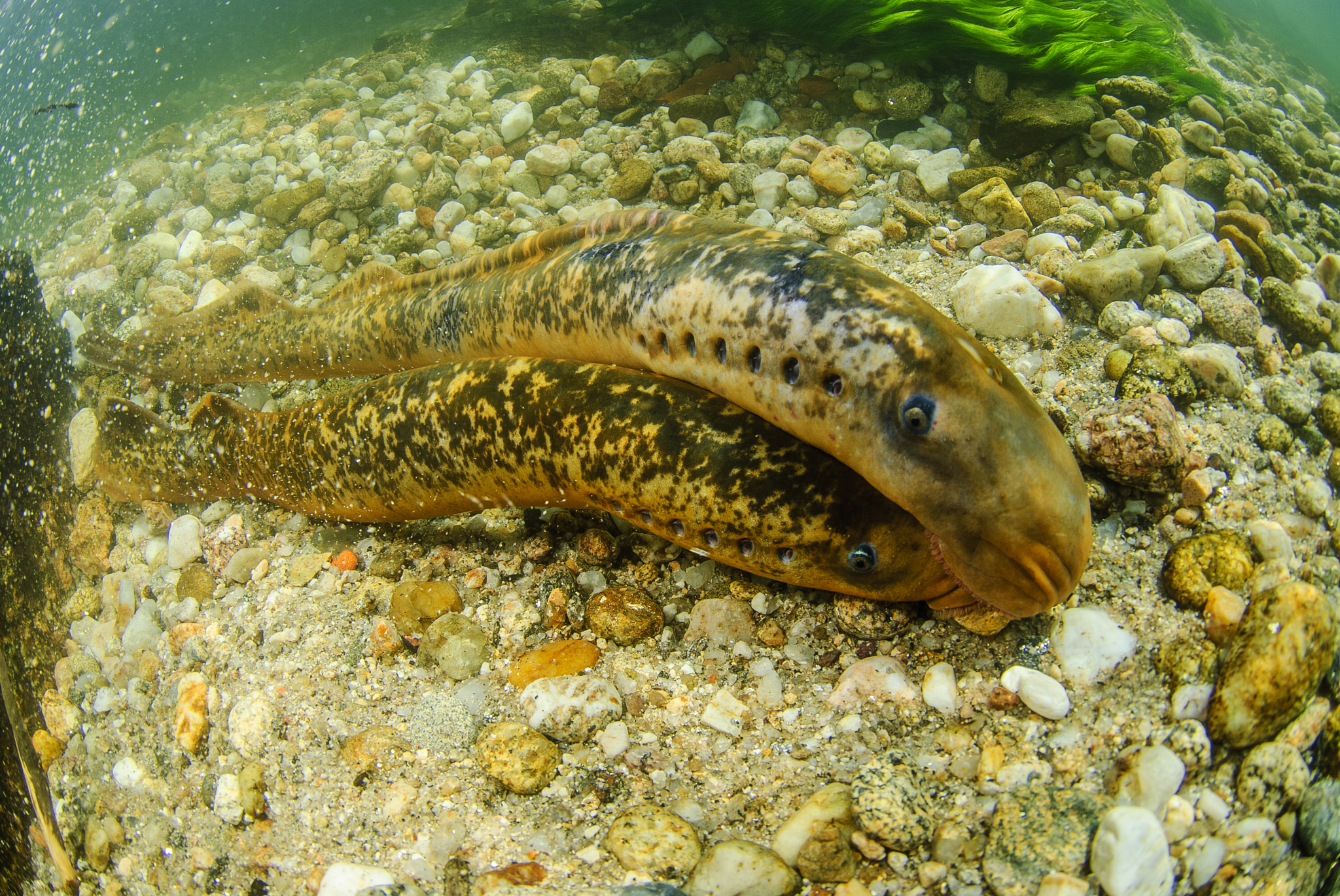 Nikon AF DX Fisheye-Nikkor 10.5mm F2.8G ED sample photo. Lampreys photography
