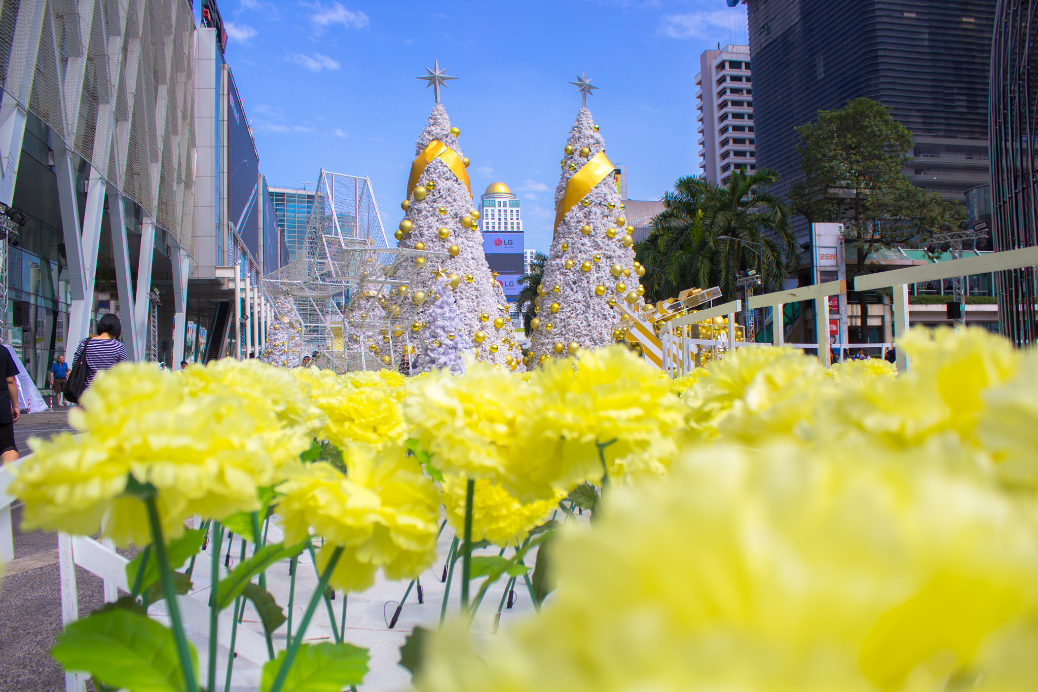Canon EF-S 18-55mm F3.5-5.6 III sample photo. Christmas trees photography