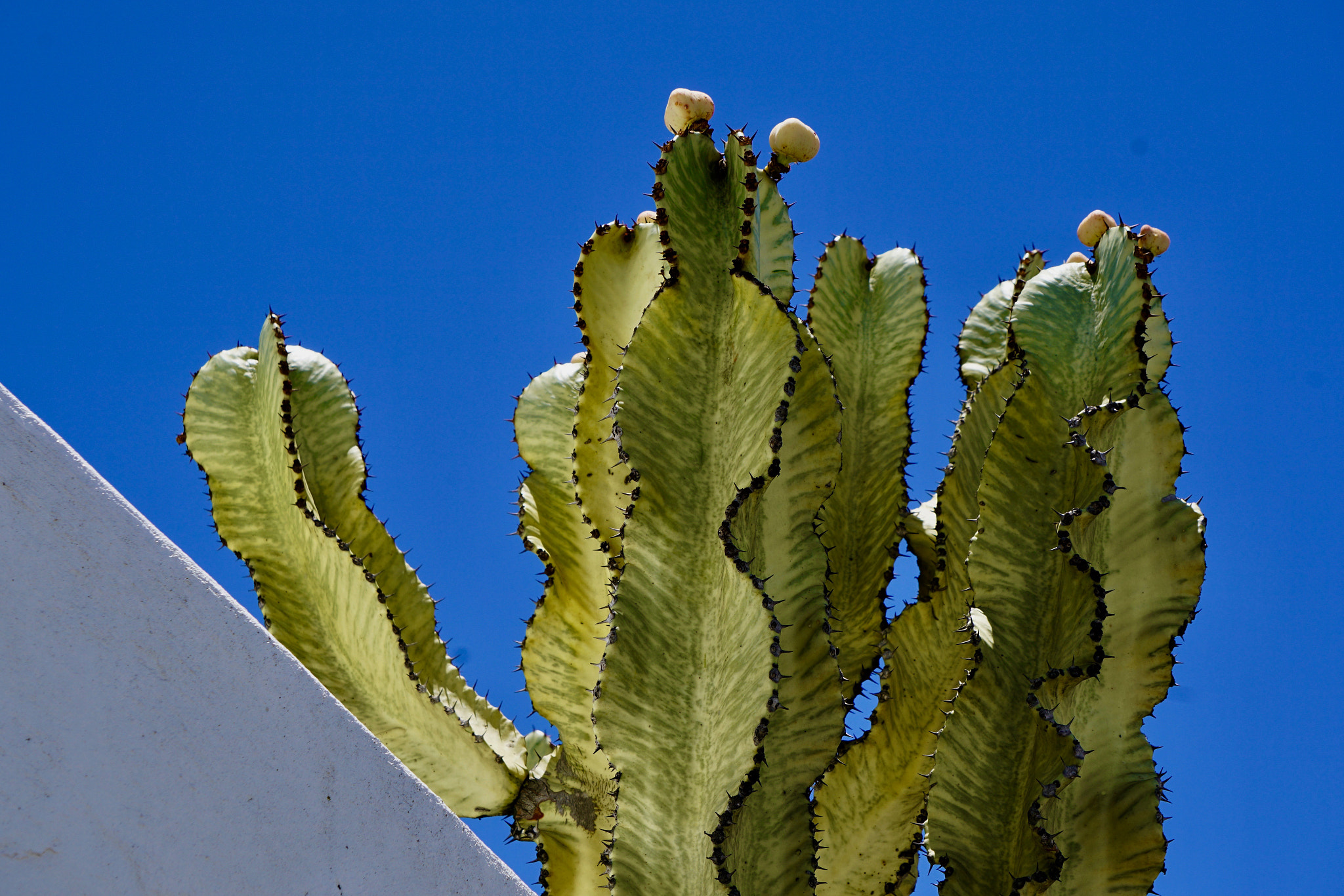 Sony E 55-210mm F4.5-6.3 OSS sample photo. Cactus photography