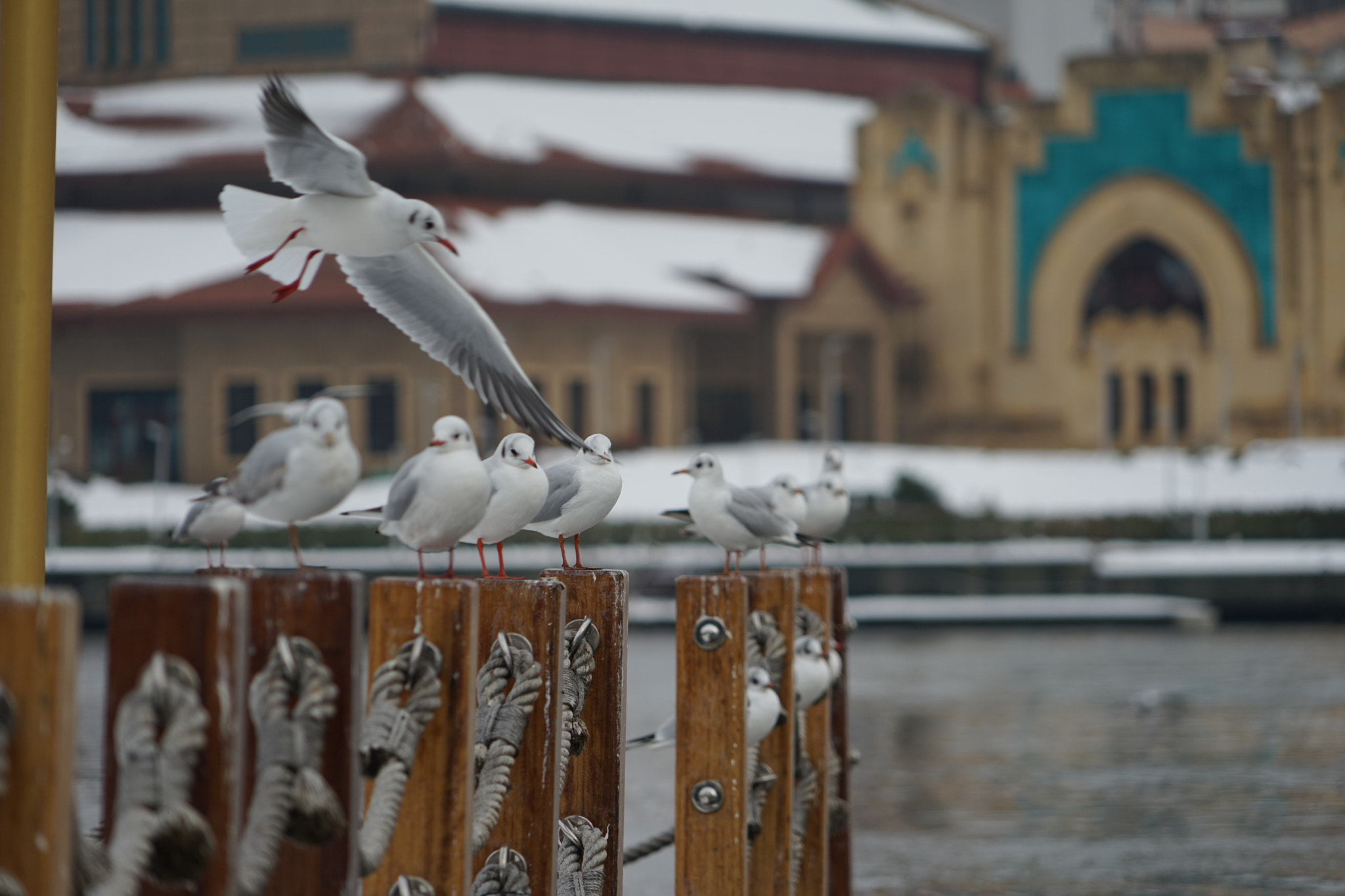 Sony a7 II + Sony FE 24-240mm F3.5-6.3 OSS sample photo. Winter photography