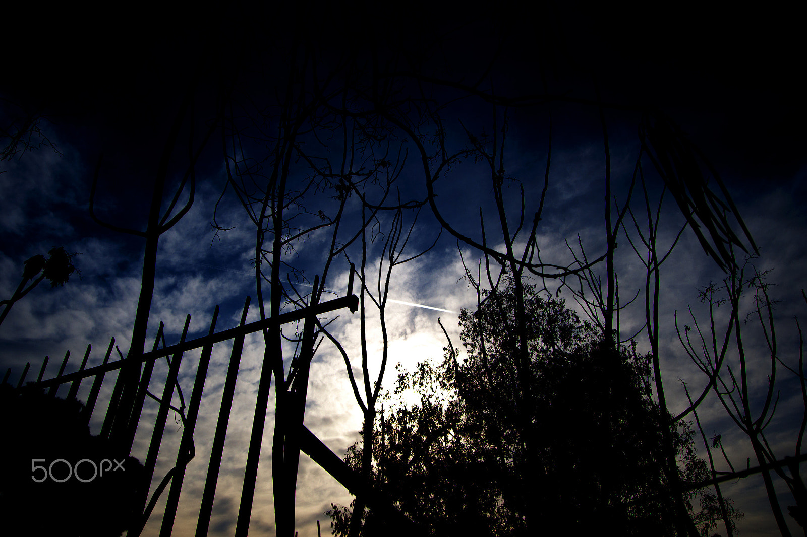 Sony Alpha DSLR-A700 sample photo. Trees photography