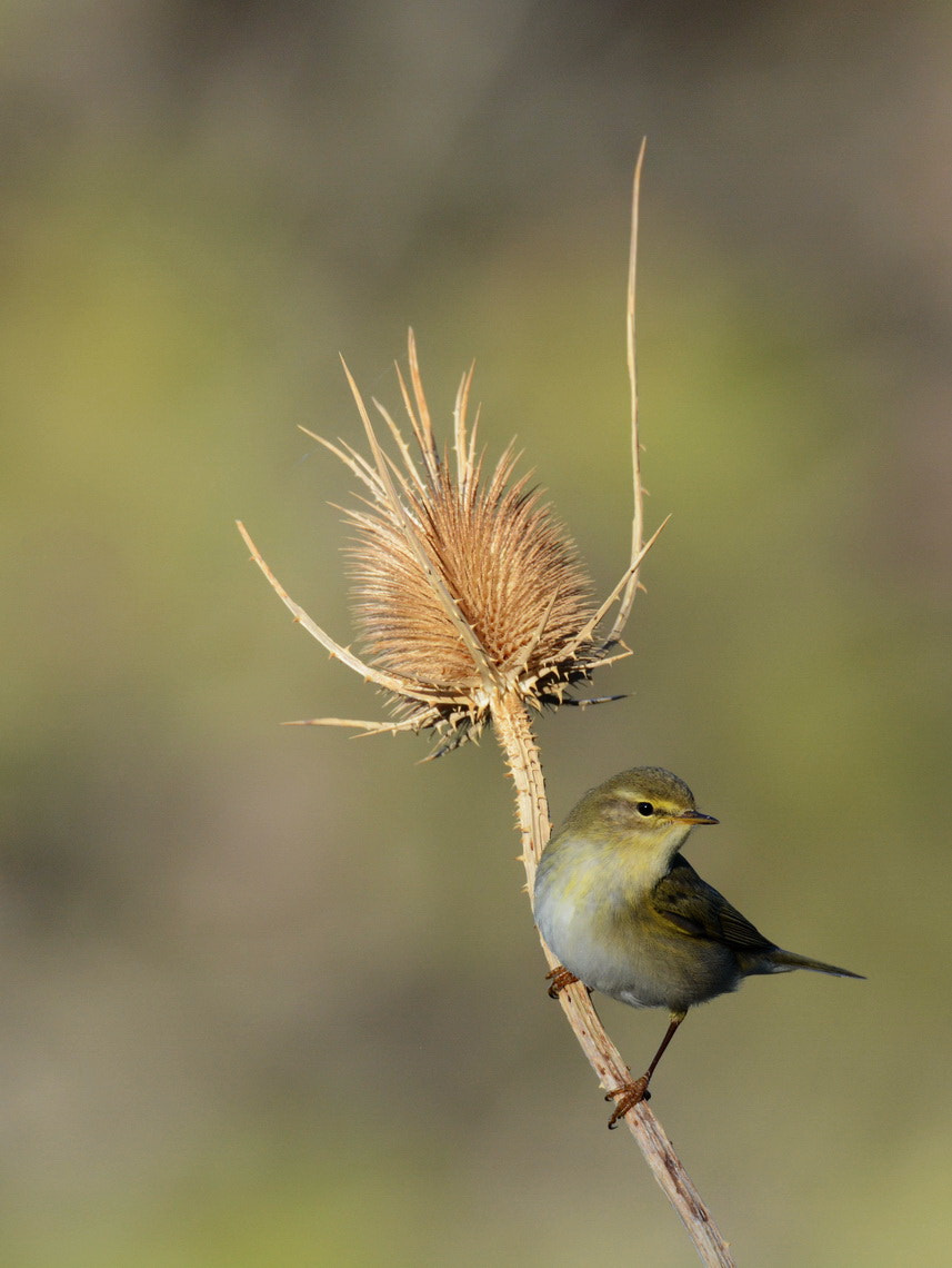 Sigma 150-600mm F5-6.3 DG OS HSM | S sample photo. “mosquitero” del compañero antonio palmeras photography