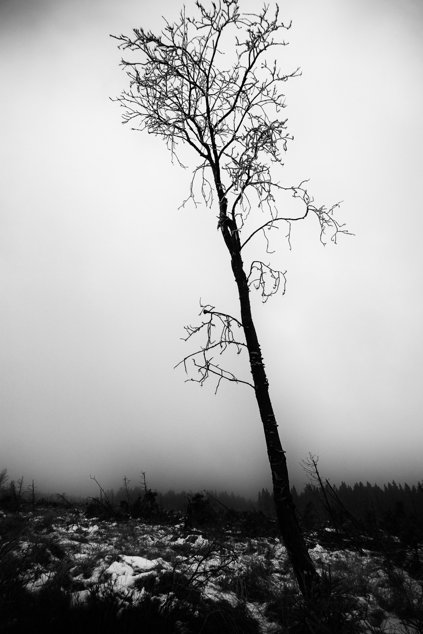 Tokina AT-X Pro 12-24mm F4 (IF) DX sample photo. Standing alone photography