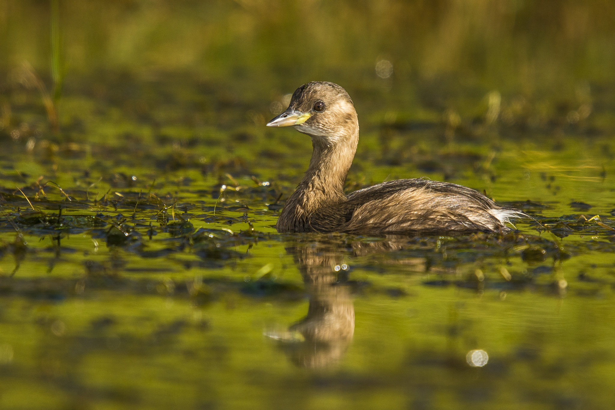 Sigma 50-500mm F4-6.3 EX APO RF HSM sample photo. Little grebe photography