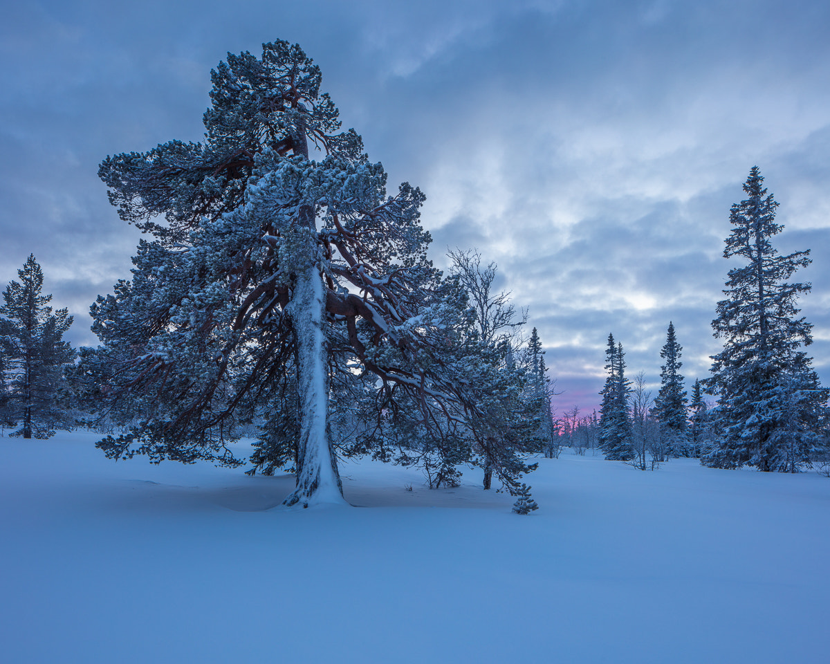 Canon TS-E 24.0mm f/3.5 L II sample photo. Lillådalen ii photography
