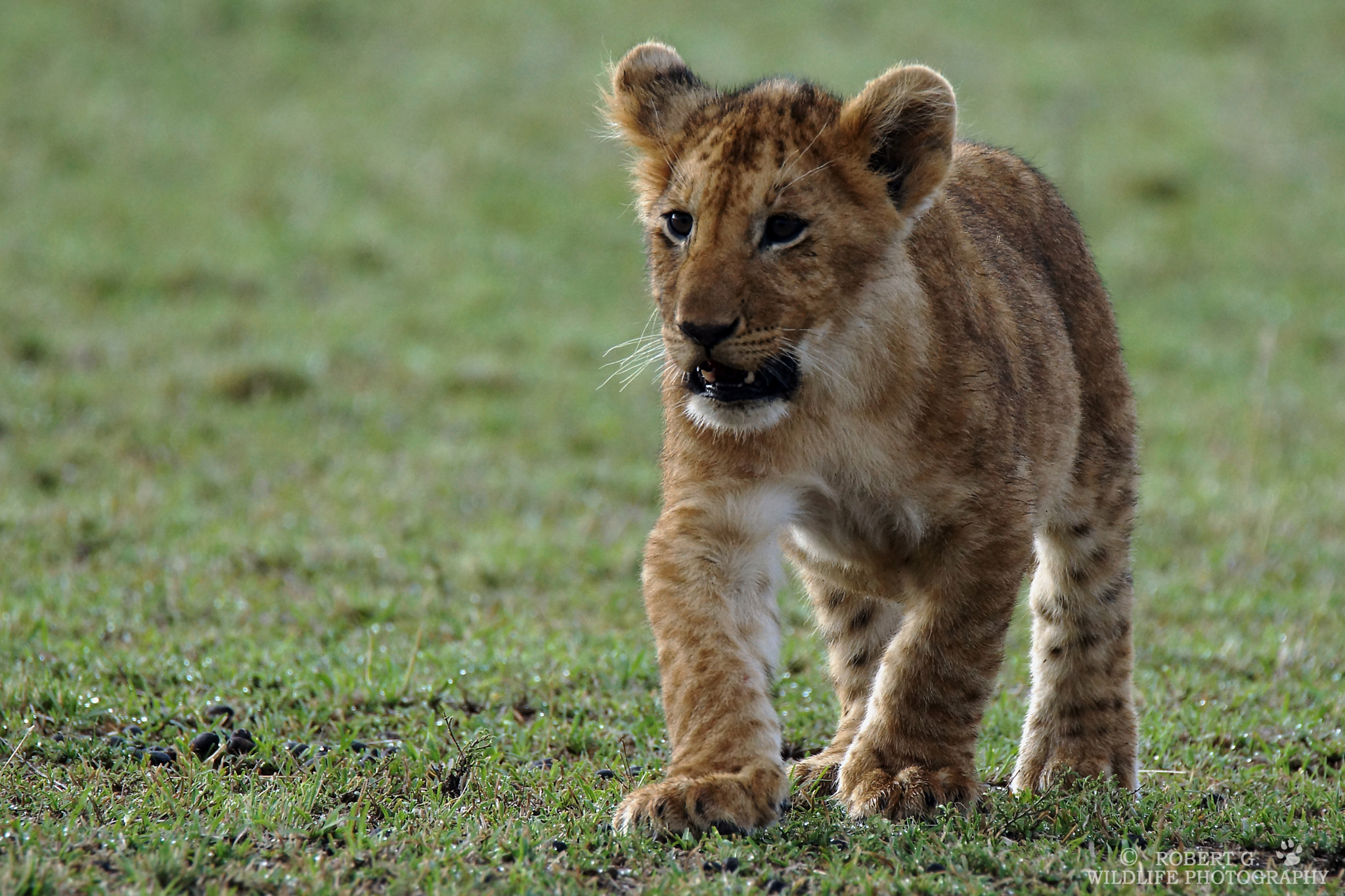 Sony SLT-A77 + Tamron SP 150-600mm F5-6.3 Di VC USD sample photo. Walking lion cub  masai mara  2016 photography