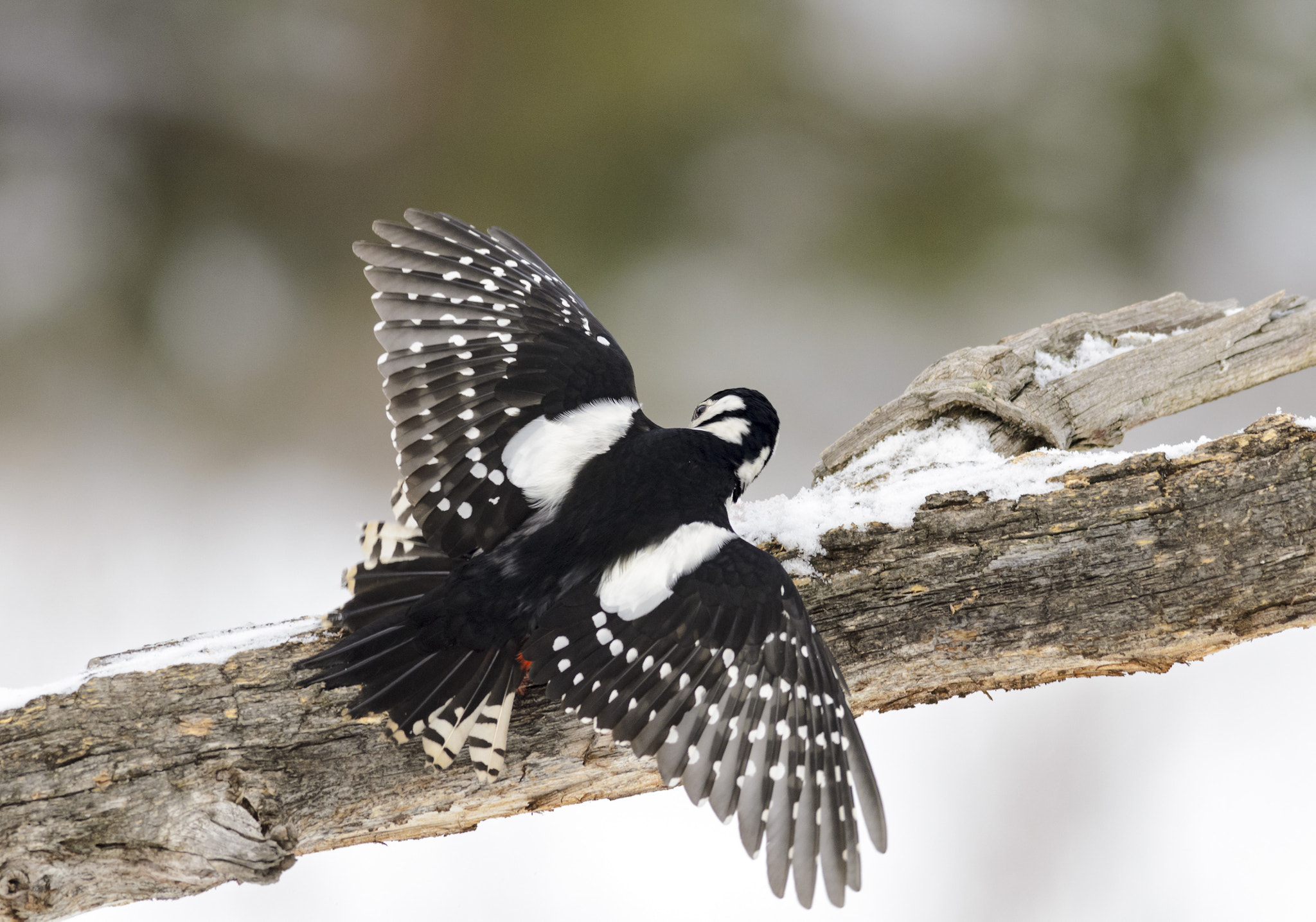 Nikon D7000 + Nikon AF-S Nikkor 300mm F4D ED-IF sample photo. Great spotted woodpecker photography