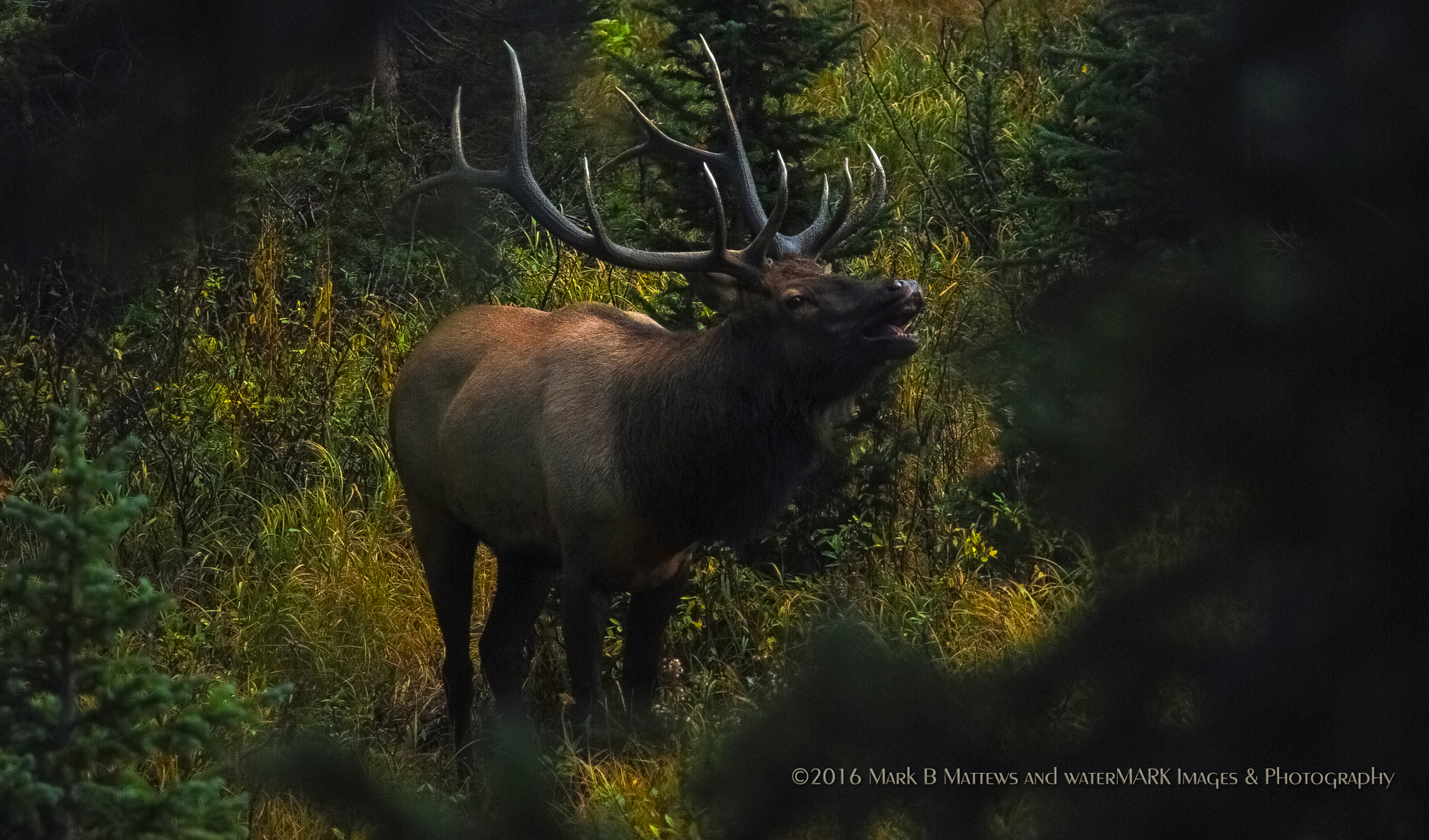 Nikon D80 sample photo. Bull in the thick photography