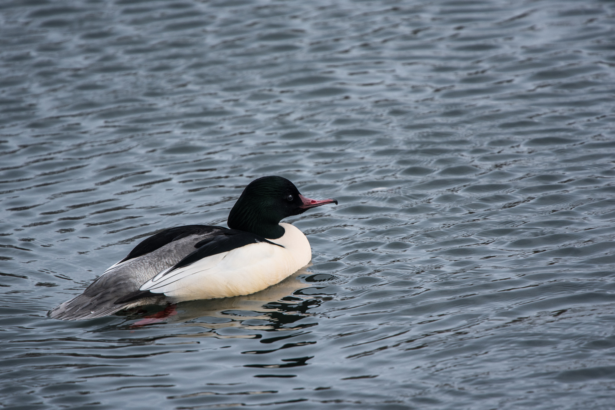 Nikon Nikkor AF-S 300mm F4E PF ED VR sample photo. Canard harle bièvre photography