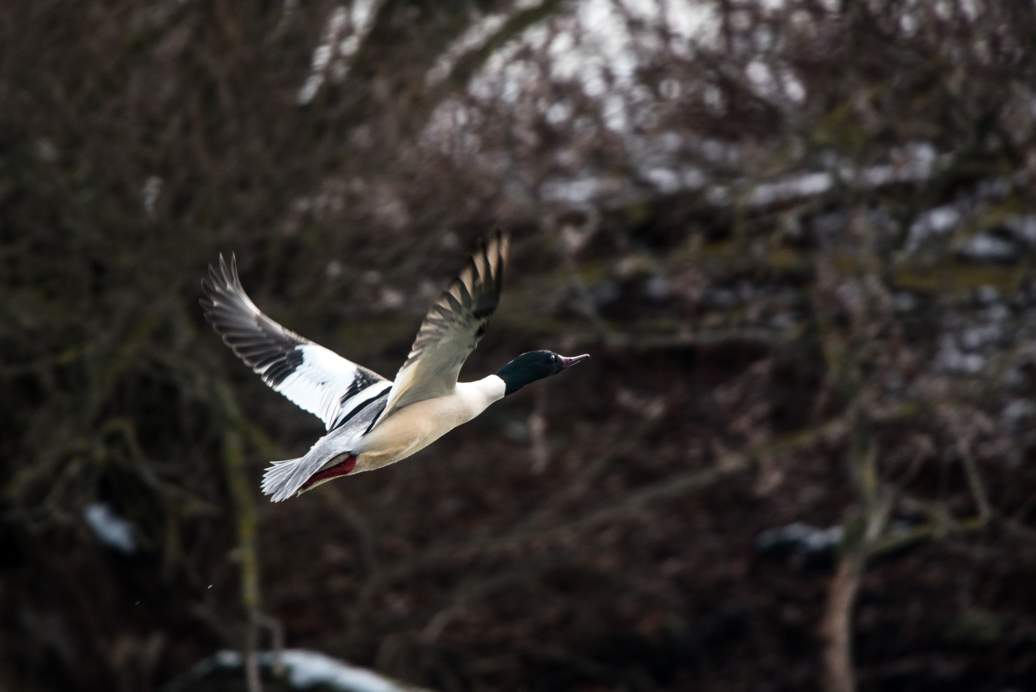Nikon Nikkor AF-S 300mm F4E PF ED VR sample photo. Canard harle bièvre en vol photography