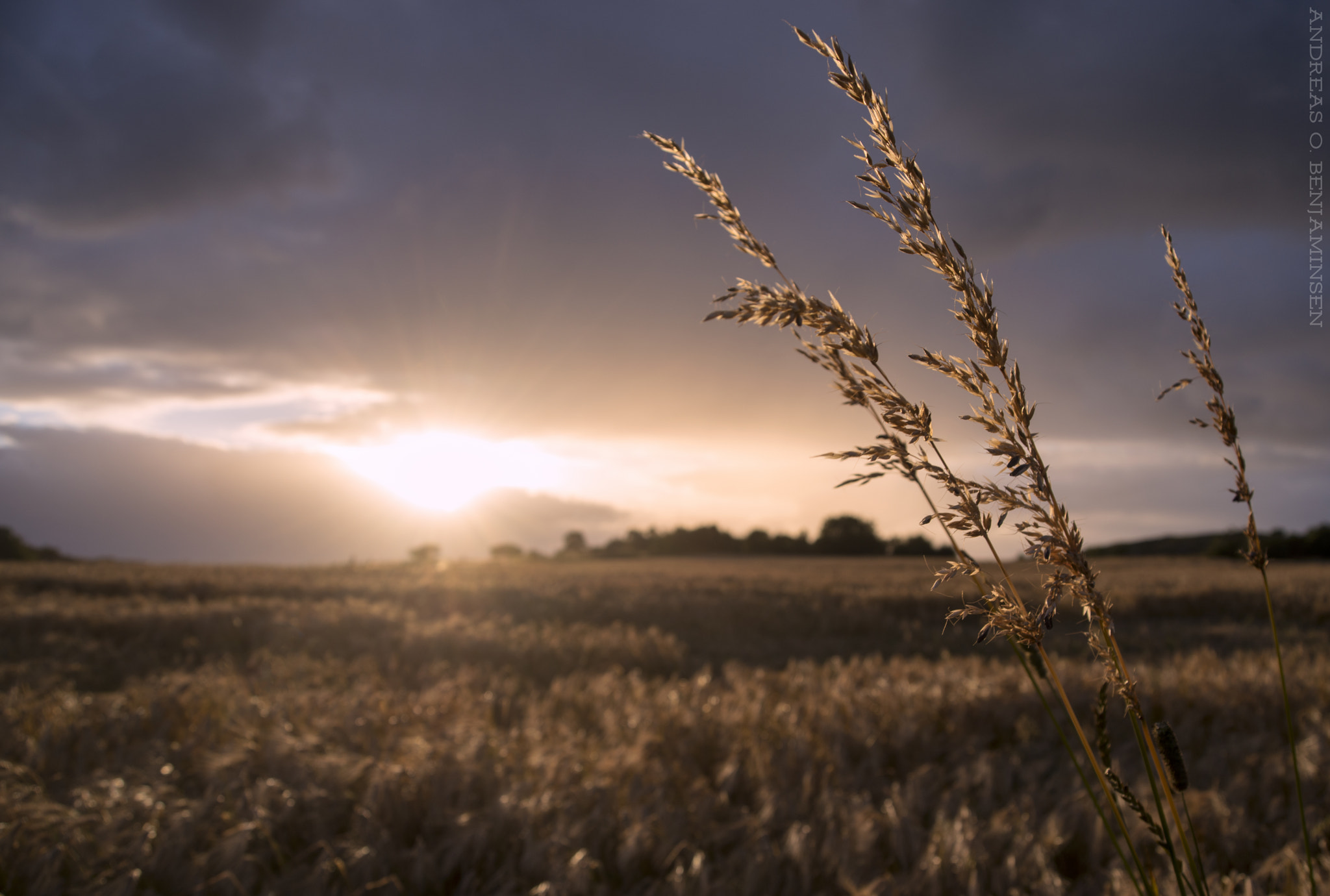 AF Zoom-Nikkor 28-80mm f/3.3-5.6G sample photo. Cornfield - norway photography