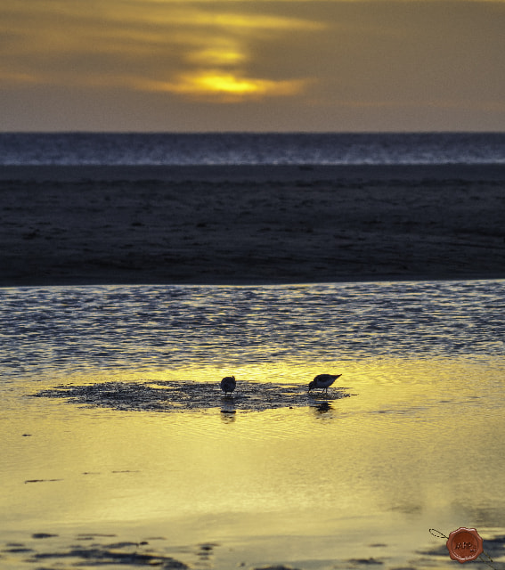 Olympus Zuiko Digital ED 70-300mm F4.0-5.6 sample photo. Los lances photography