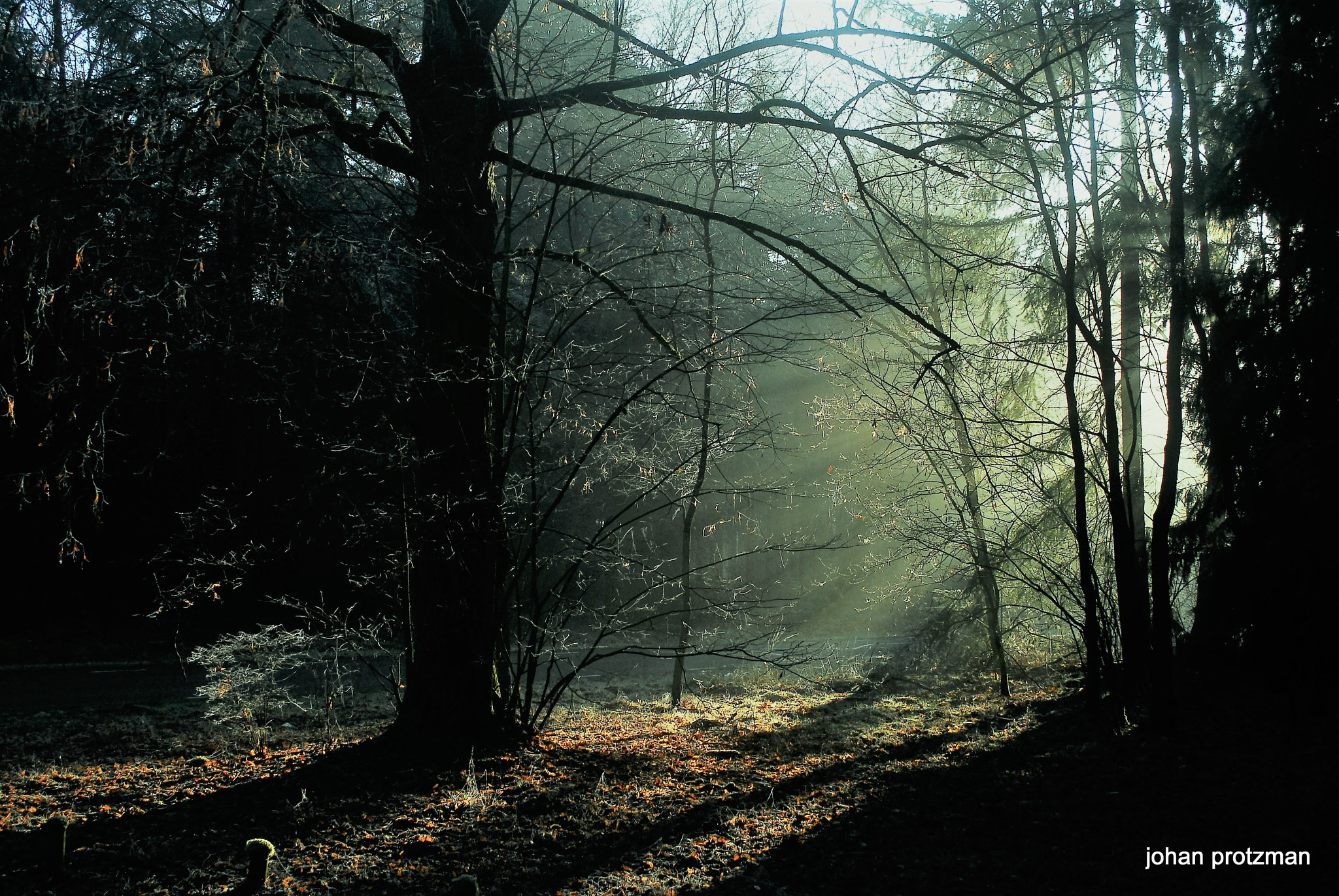 Nikon D200 sample photo. Nebellicht photography