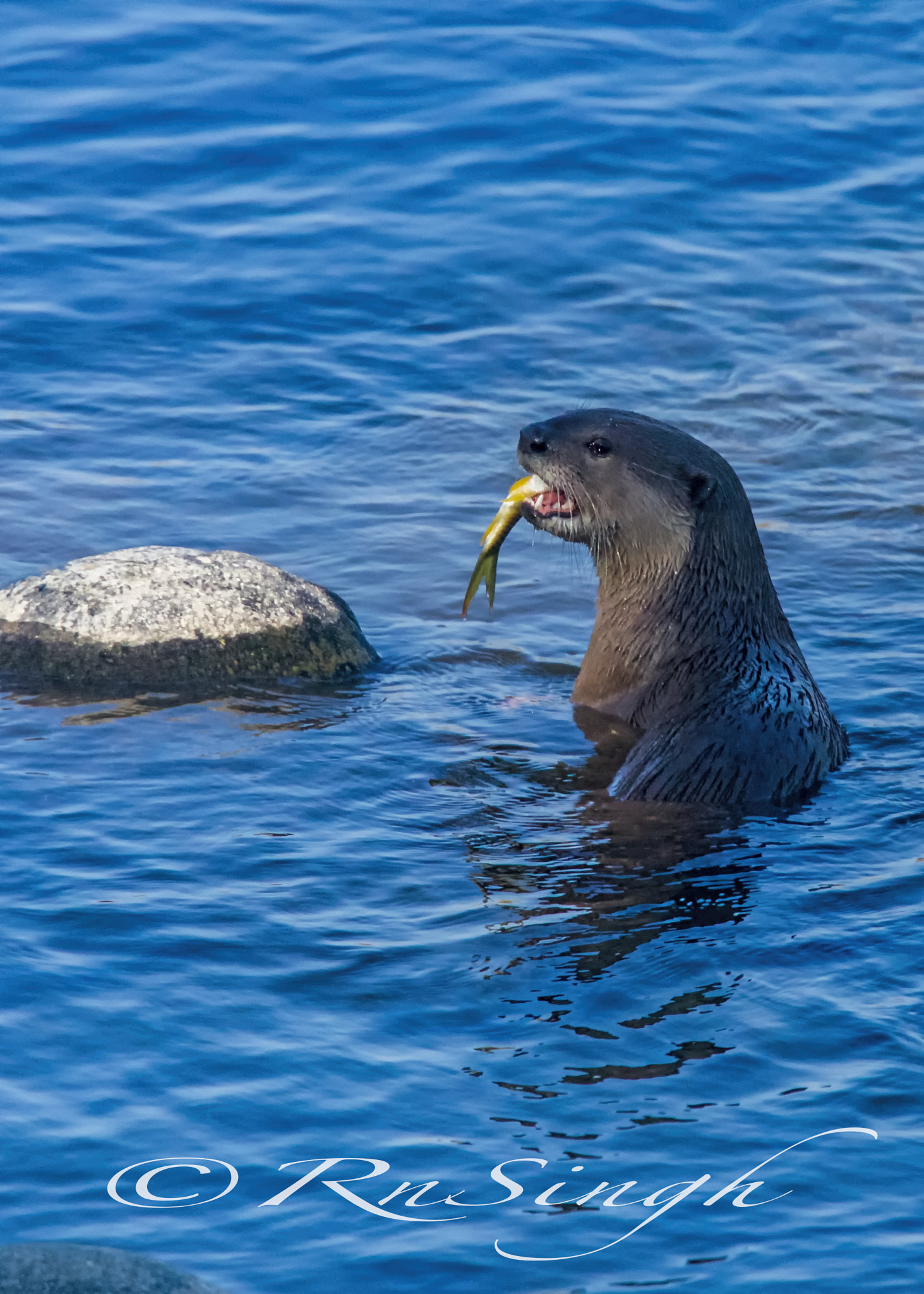 Canon EOS 6D + Canon EF 600mm F4L IS USM sample photo