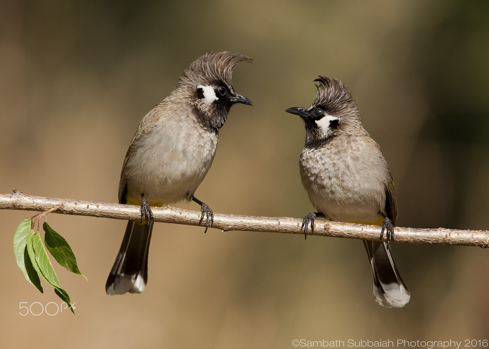 Canon EF 500mm F4L IS II USM sample photo. Himalayan bulbul pair photography