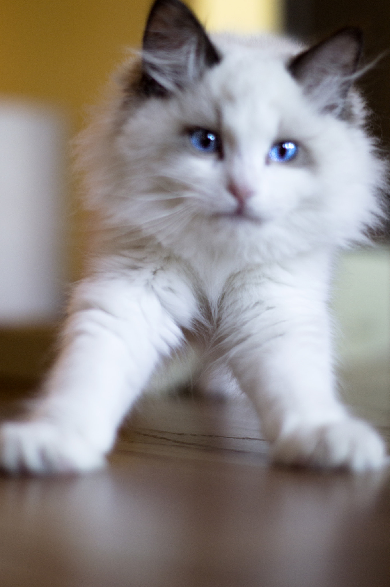 Nikon D3200 + Nikon AF-S Nikkor 50mm F1.4G sample photo. Bazyl photography