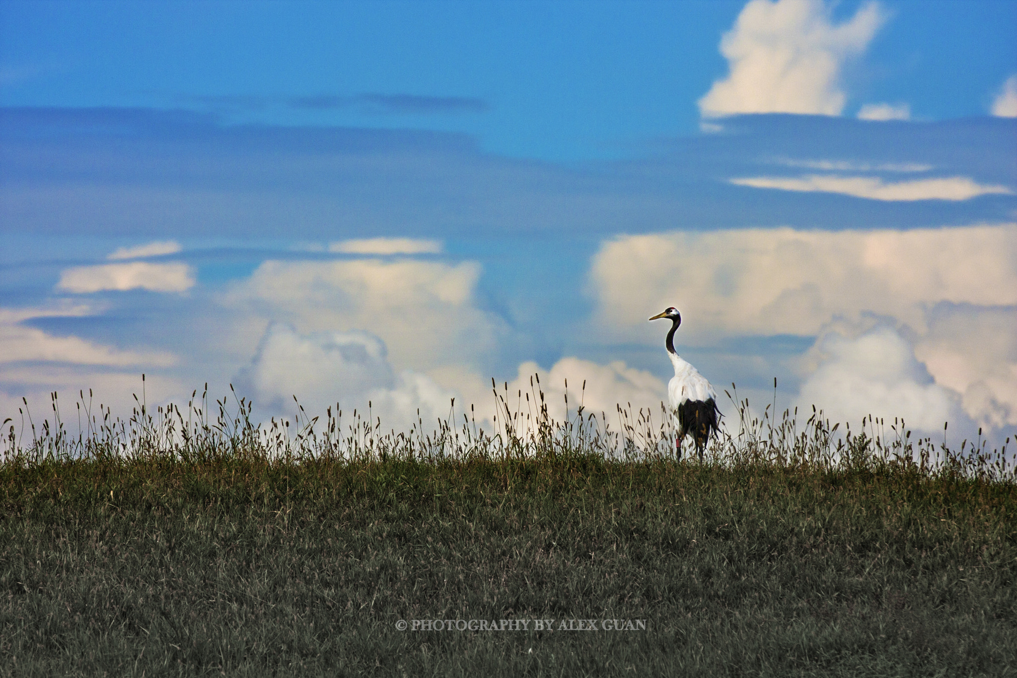 Canon EOS 40D sample photo. Walking photography