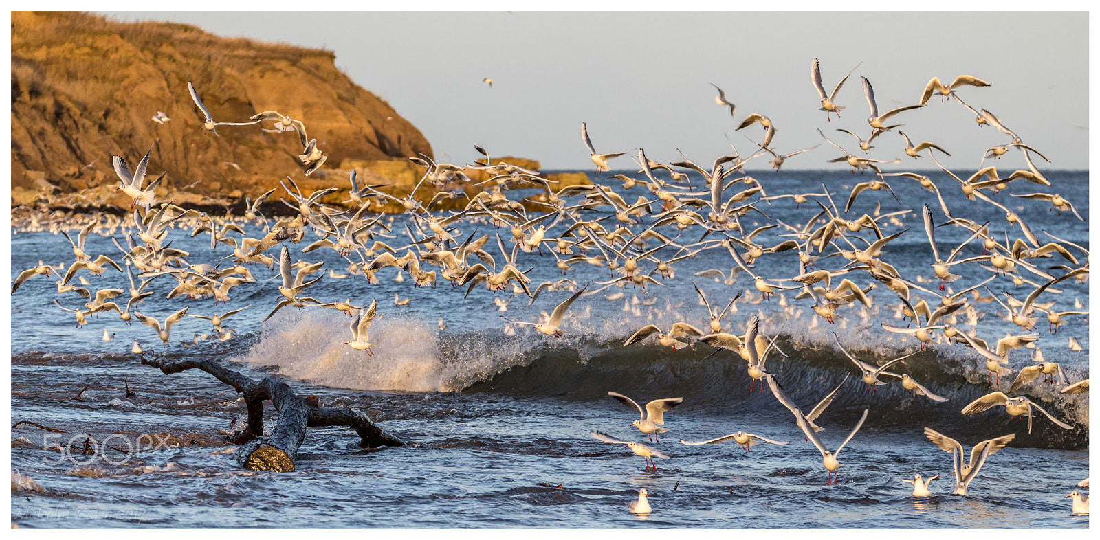 Canon EOS 760D (EOS Rebel T6s / EOS 8000D) + Canon EF 70-300mm F4-5.6L IS USM sample photo. Seagulls wave photography