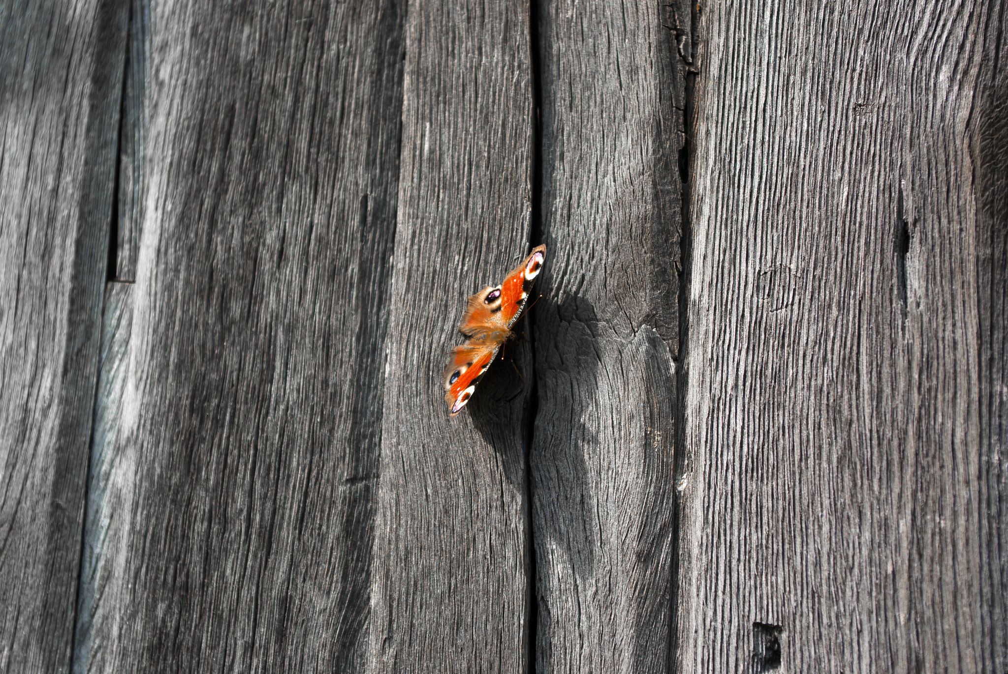 Pentax K200D sample photo. Old door, lock, butterfly photography