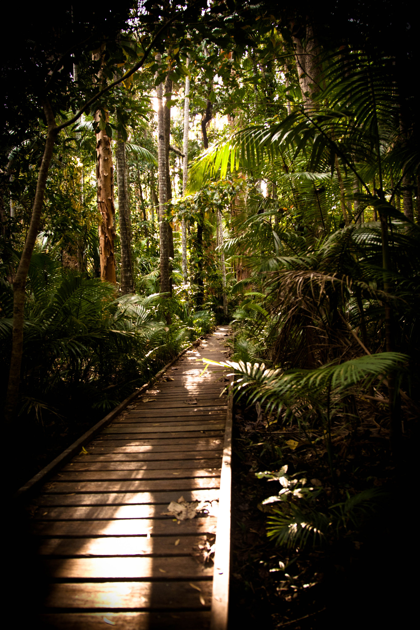 Canon EOS-1D Mark III sample photo. Cairns boardwalk photography