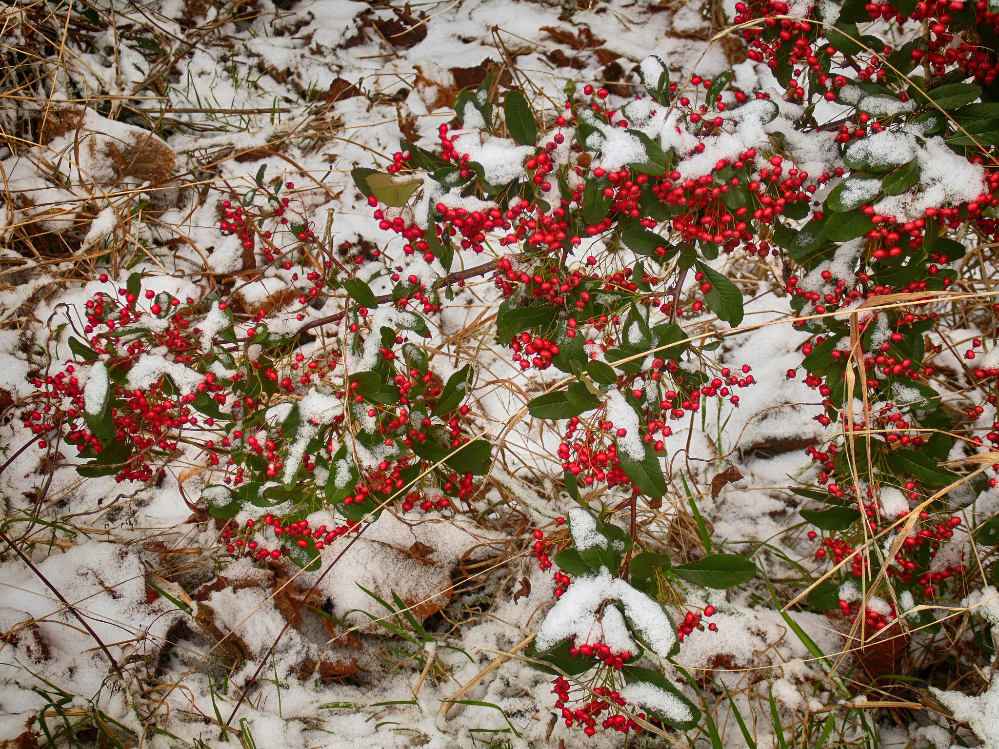Samsung WB110/  WB111 sample photo. Red berries in the white snow photography