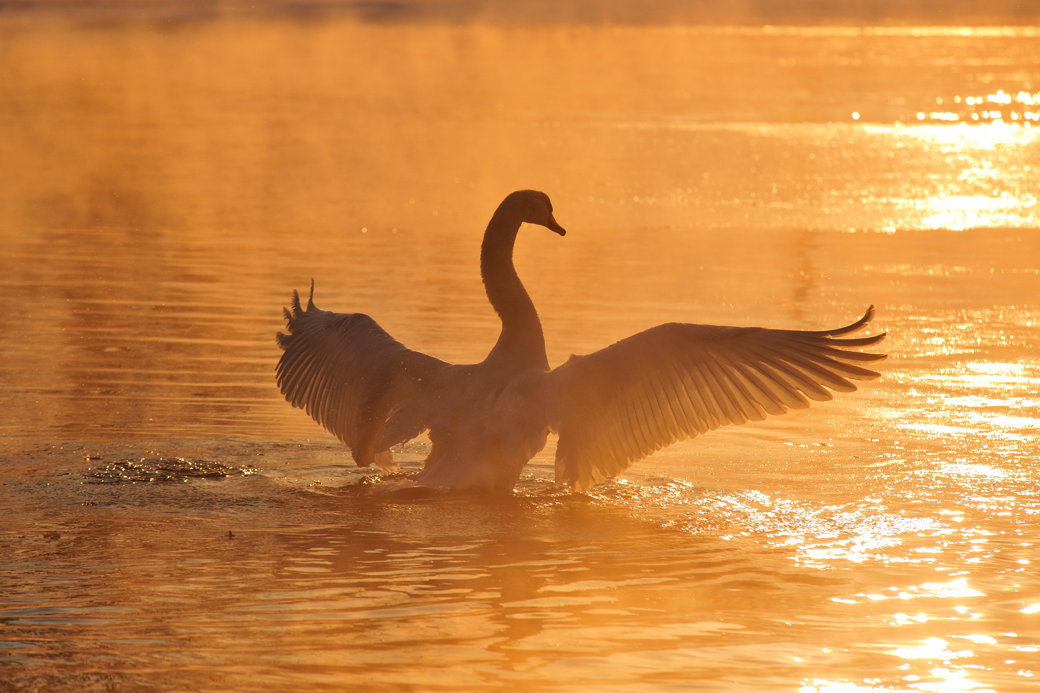 Nikon D3X sample photo. Sun salutation photography
