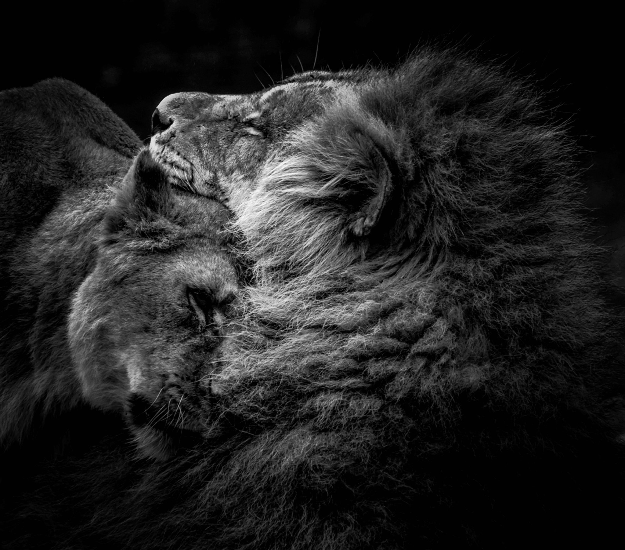Nikon D5000 + Sigma 70-300mm F4-5.6 APO DG Macro sample photo. Lion and lioness photography