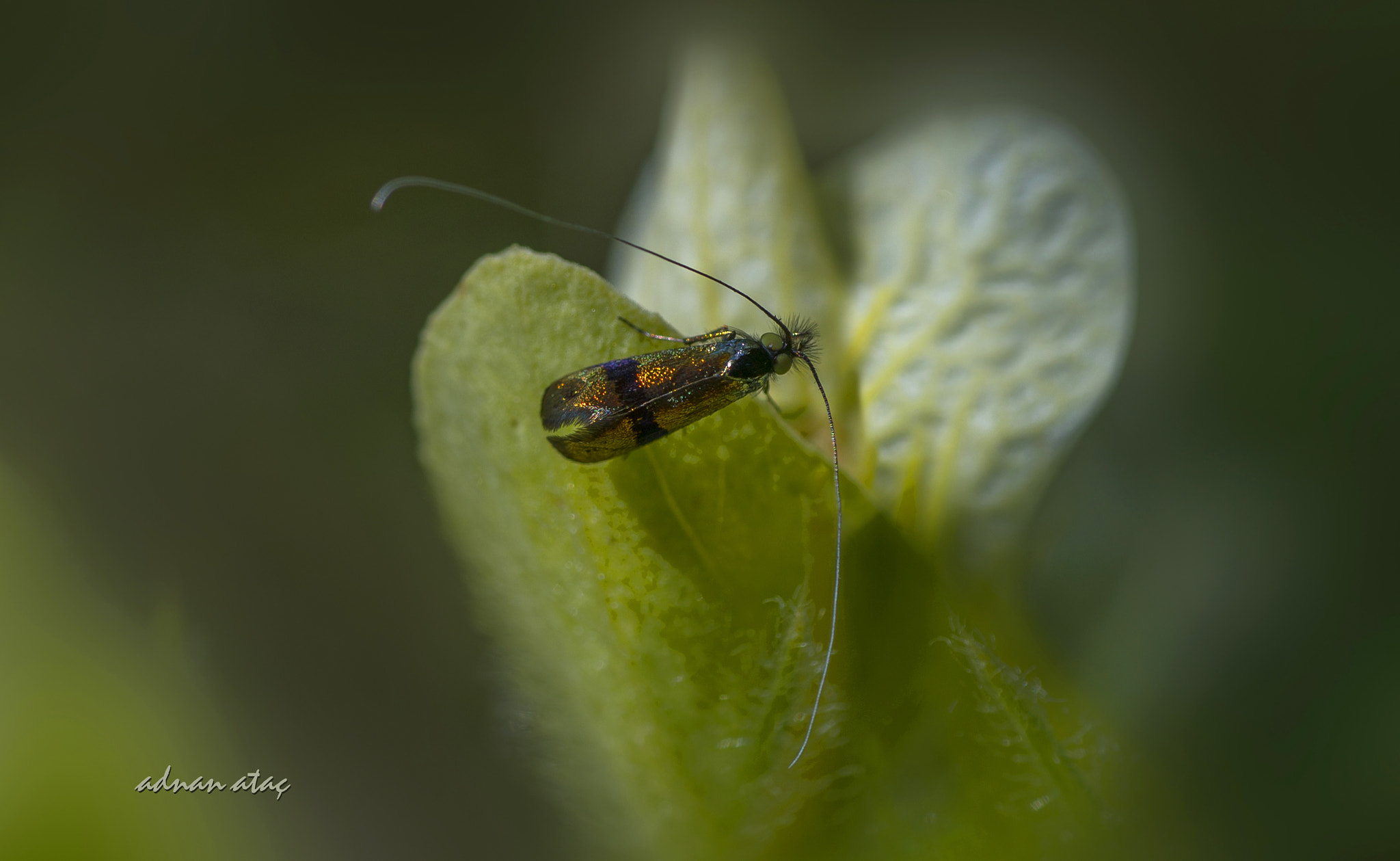 Nikon D4 sample photo. Uzunantenli metalik güve - nemophora fasciella - horehound long-horn photography