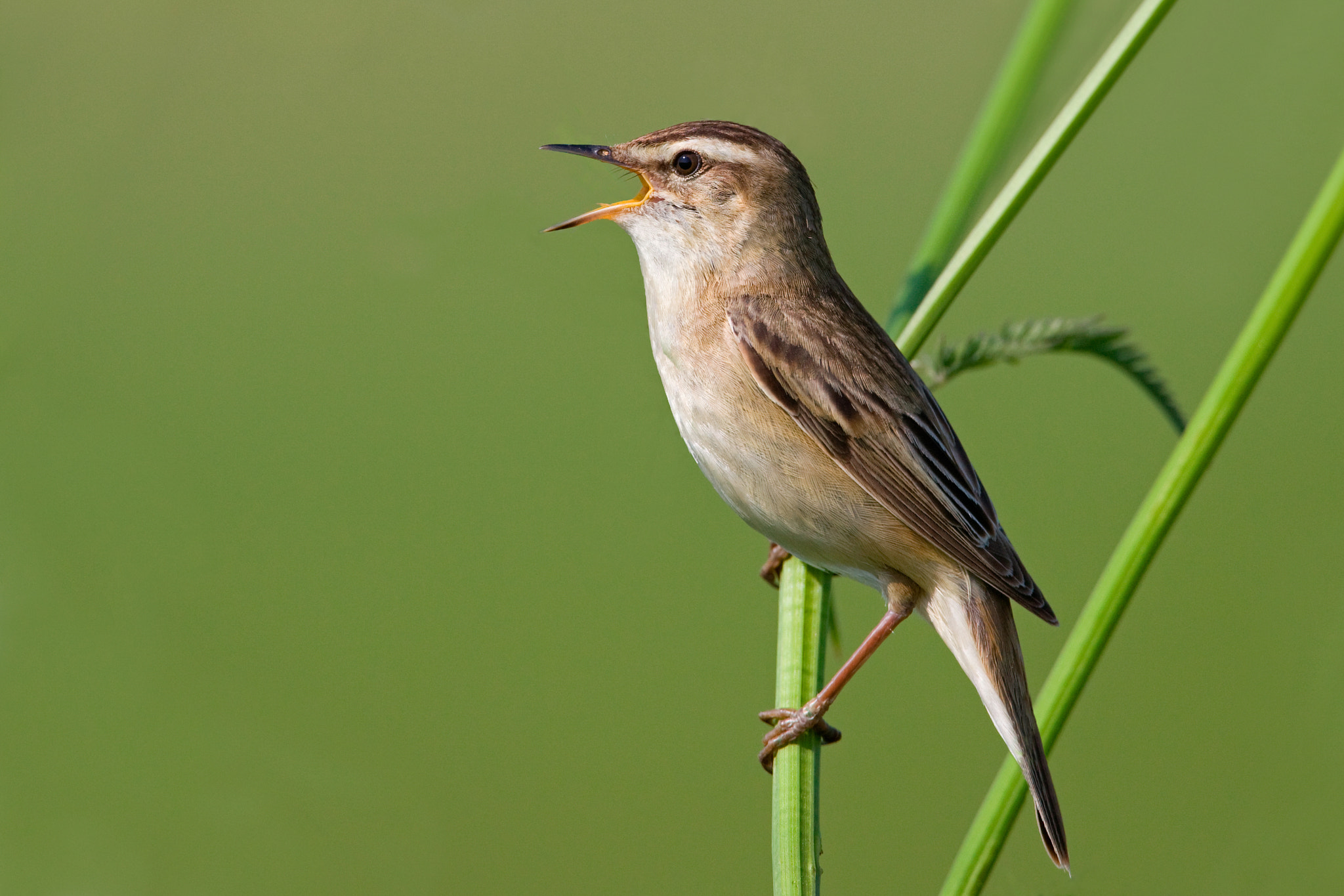 Canon EF 500mm F4L IS USM sample photo. Sedge warbler photography