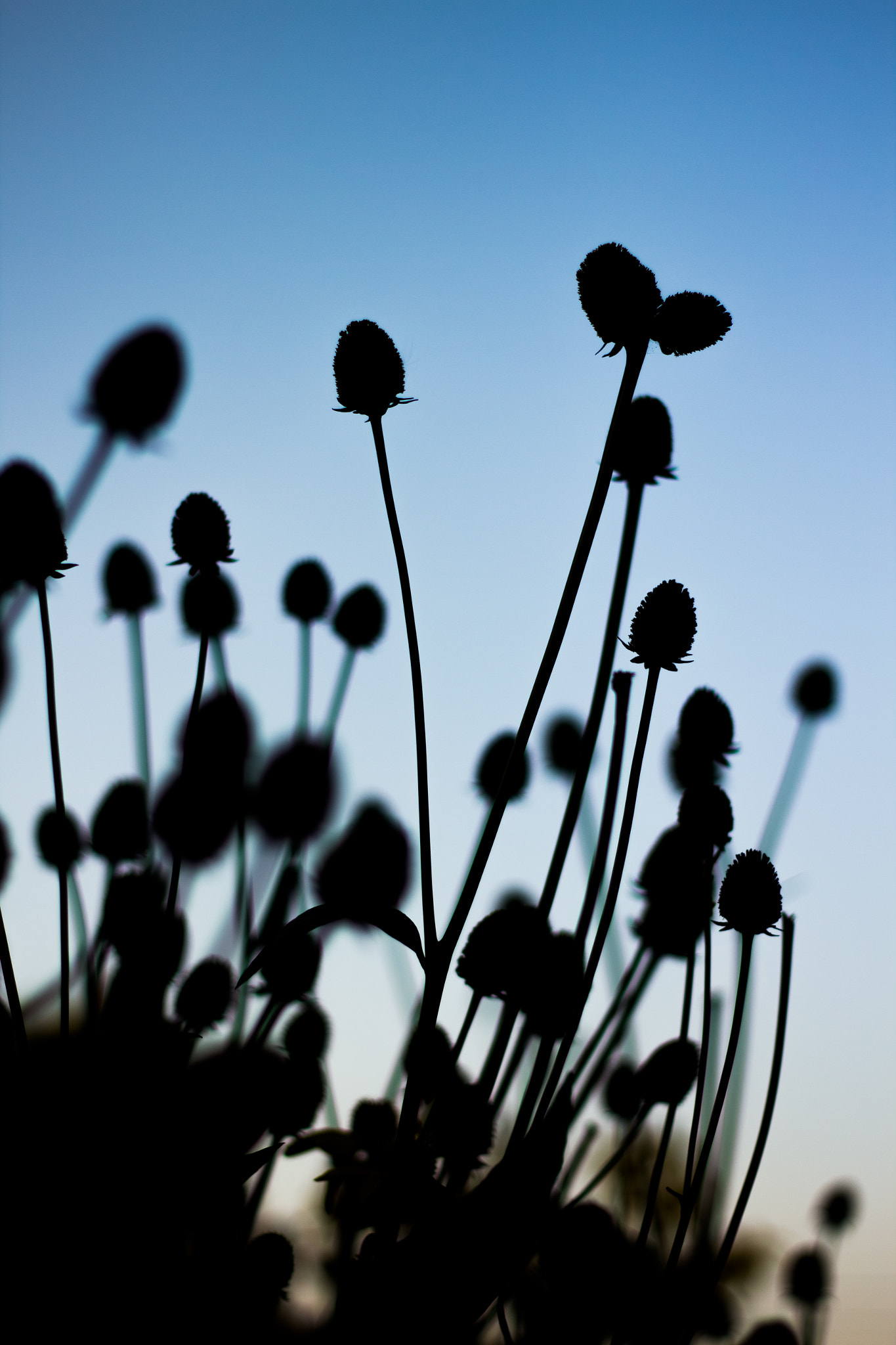 Canon EOS 600D (Rebel EOS T3i / EOS Kiss X5) sample photo. Flower of grass at sunset photography