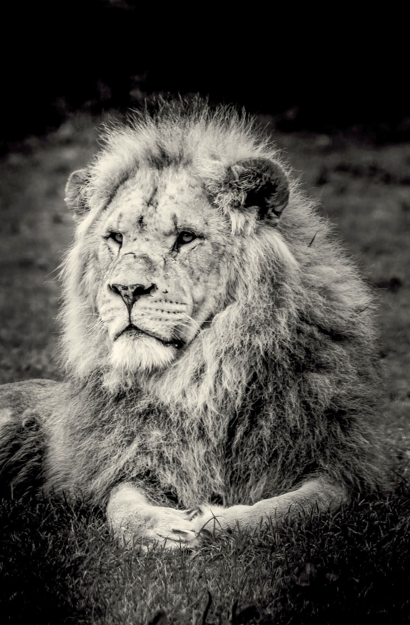Canon EOS 750D (EOS Rebel T6i / EOS Kiss X8i) + EF75-300mm f/4-5.6 sample photo. Lion portrait photography