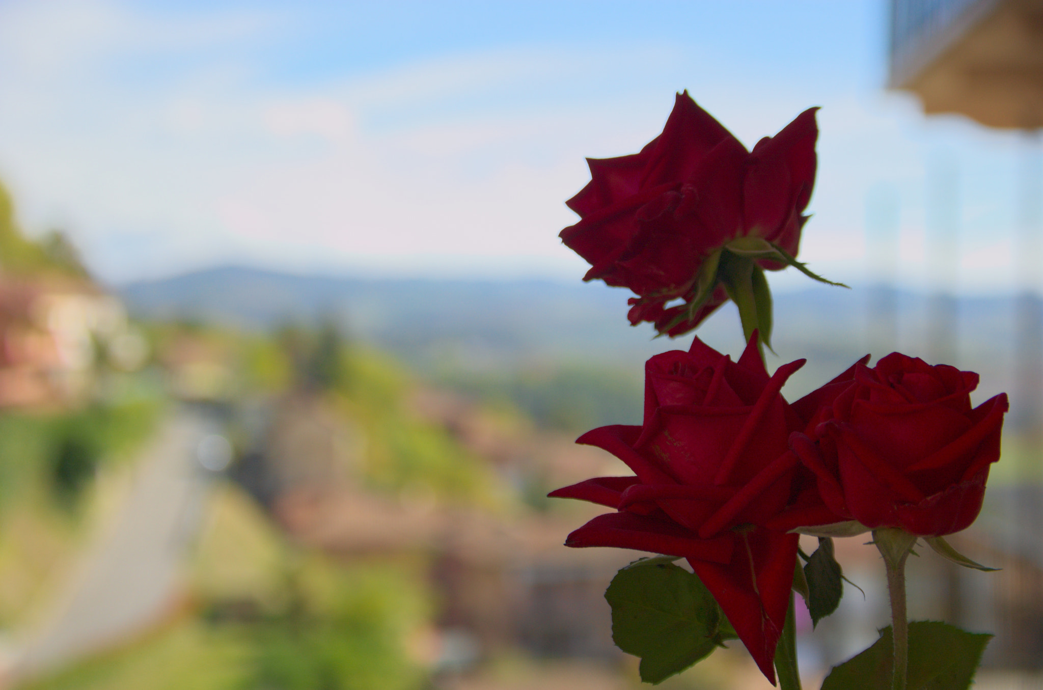 Sigma 18-200mm F3.5-6.3 DC OS HSM sample photo. Myroses photography