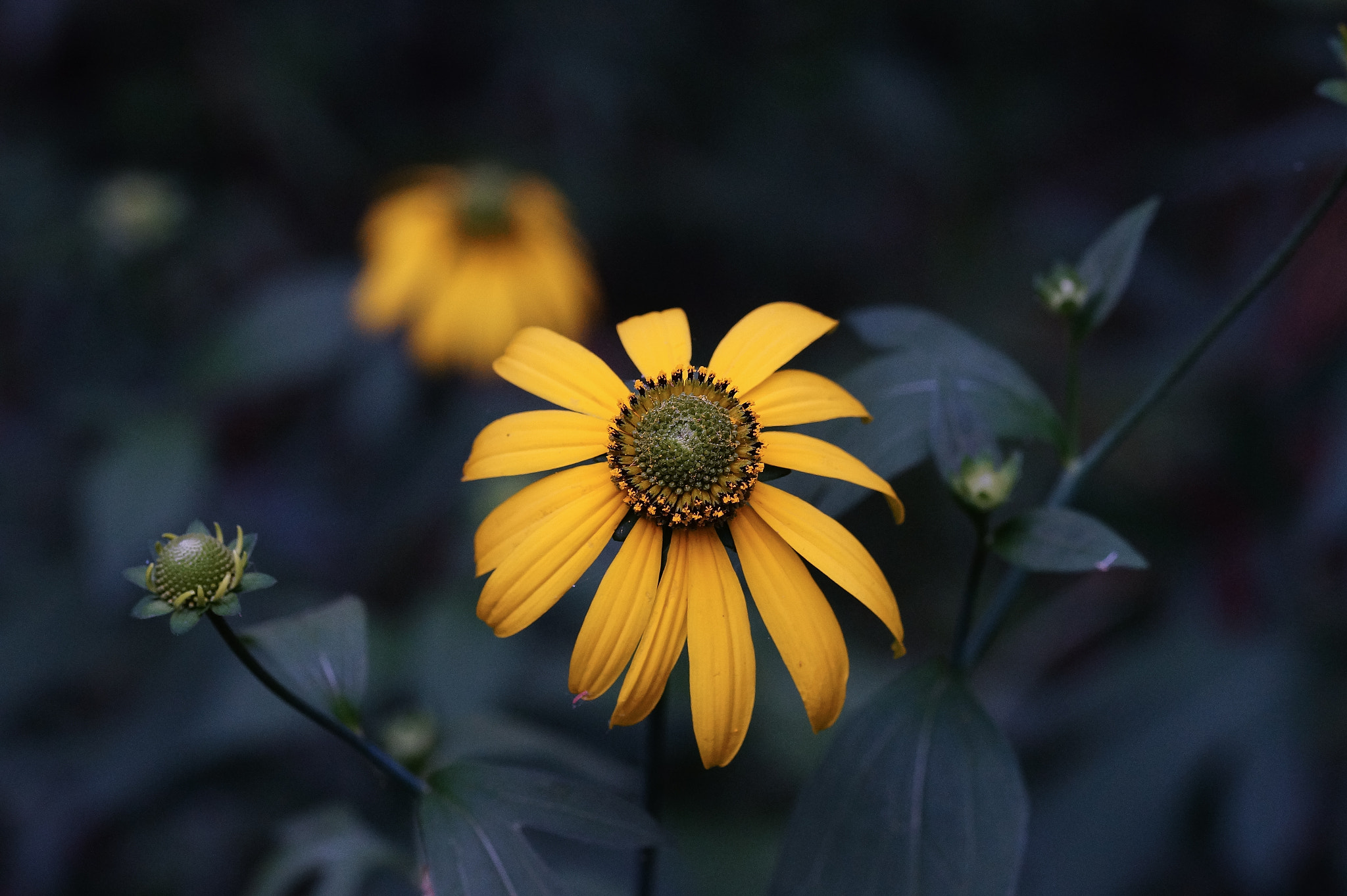 Sony SLT-A58 + 105mm F2.8 sample photo. Abg_20170108_09 photography
