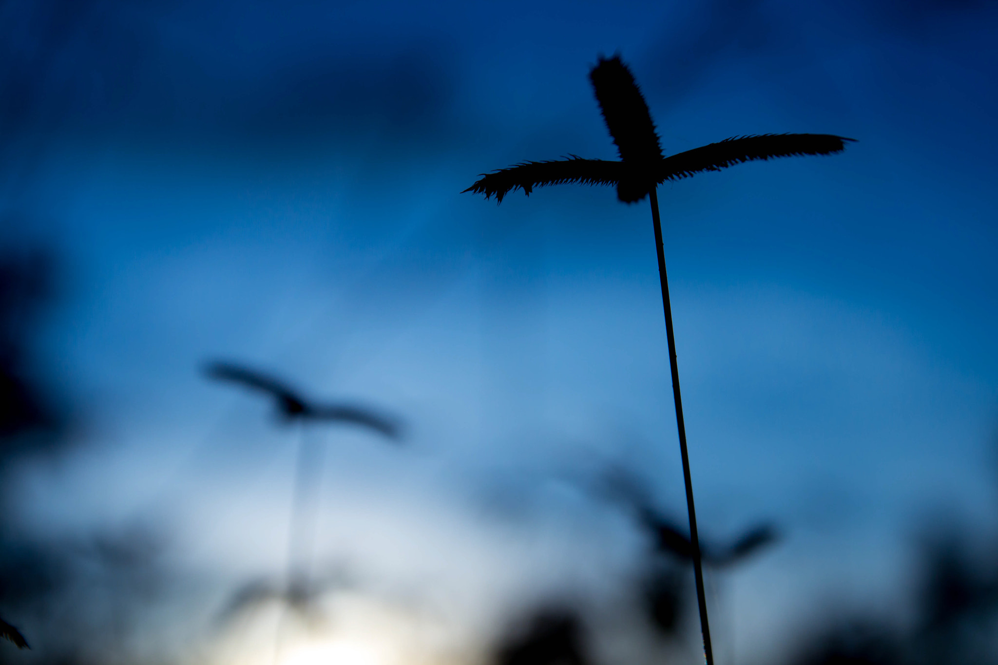 Canon EOS 600D (Rebel EOS T3i / EOS Kiss X5) sample photo. Grass flowers backlit sunset. blue sky background. photography