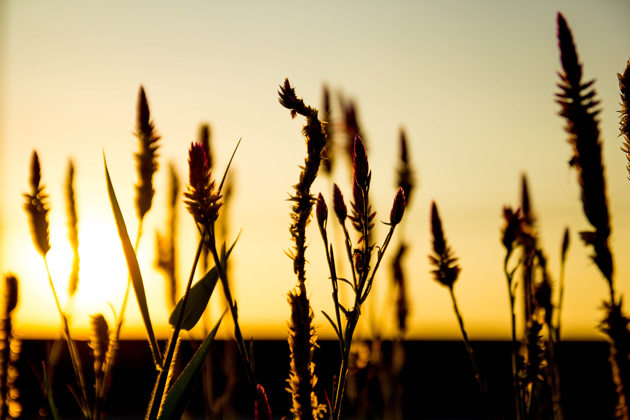 Canon EOS 600D (Rebel EOS T3i / EOS Kiss X5) sample photo. Grass flowers backlit sunset. photography
