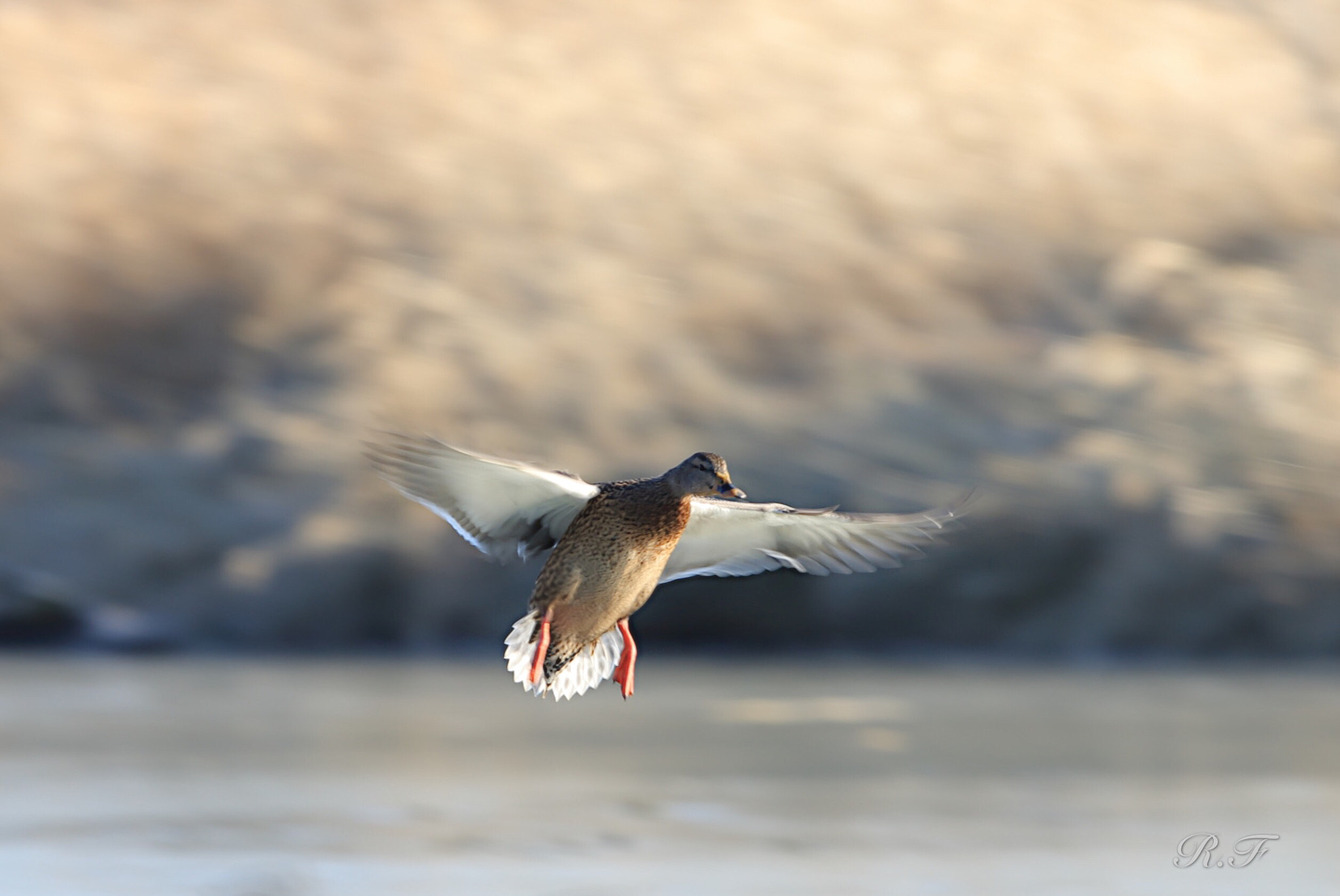 Canon EF 600mm F4L IS II USM sample photo