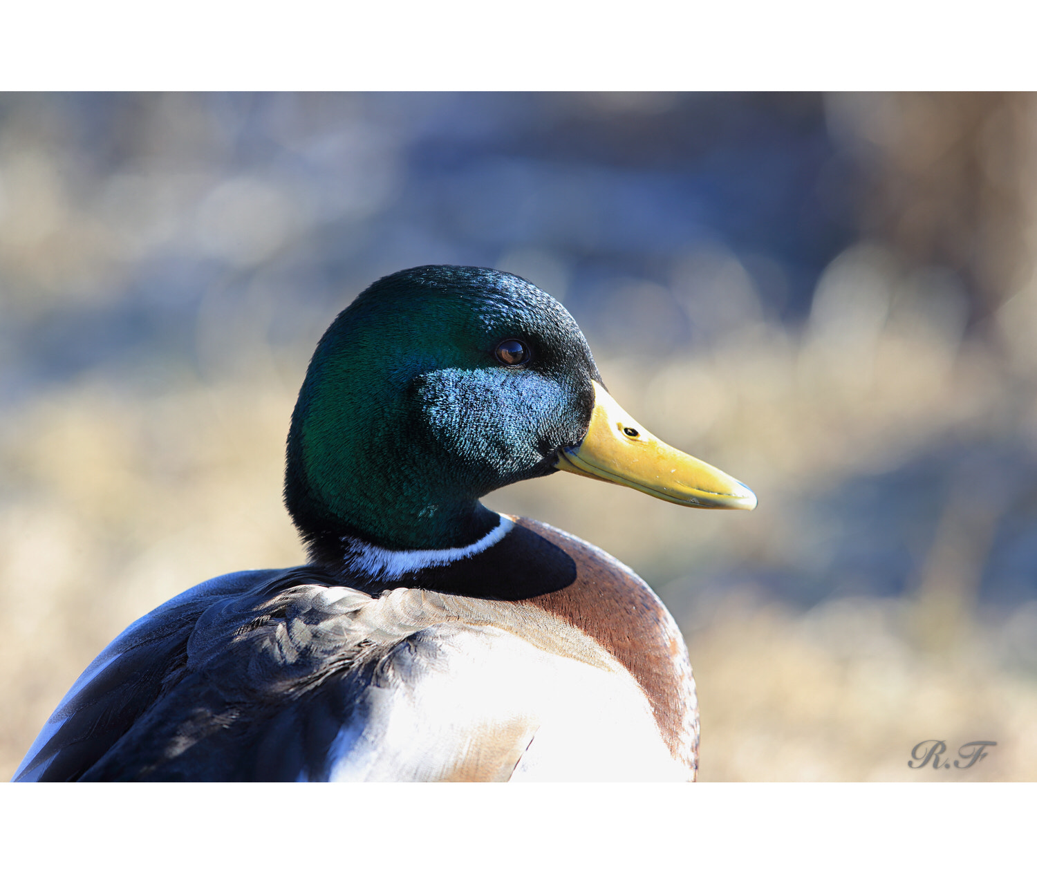 Canon EF 600mm F4L IS II USM sample photo