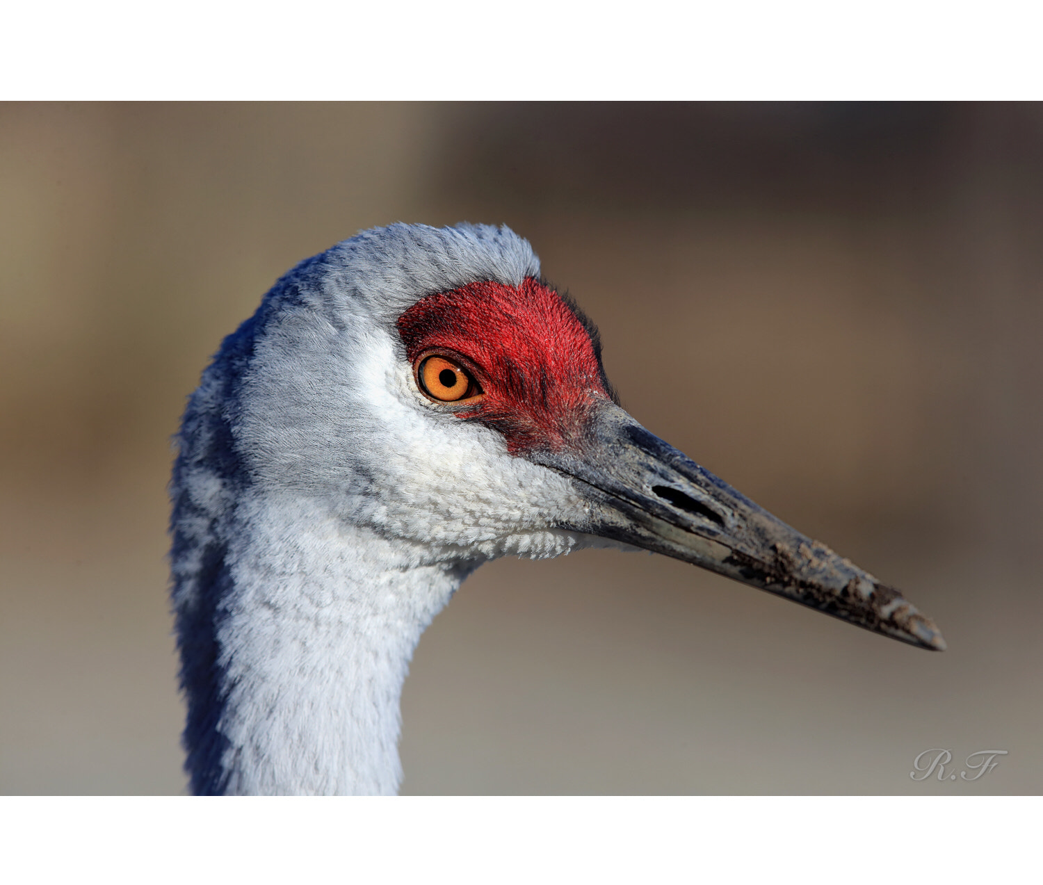 Canon EF 600mm F4L IS II USM sample photo