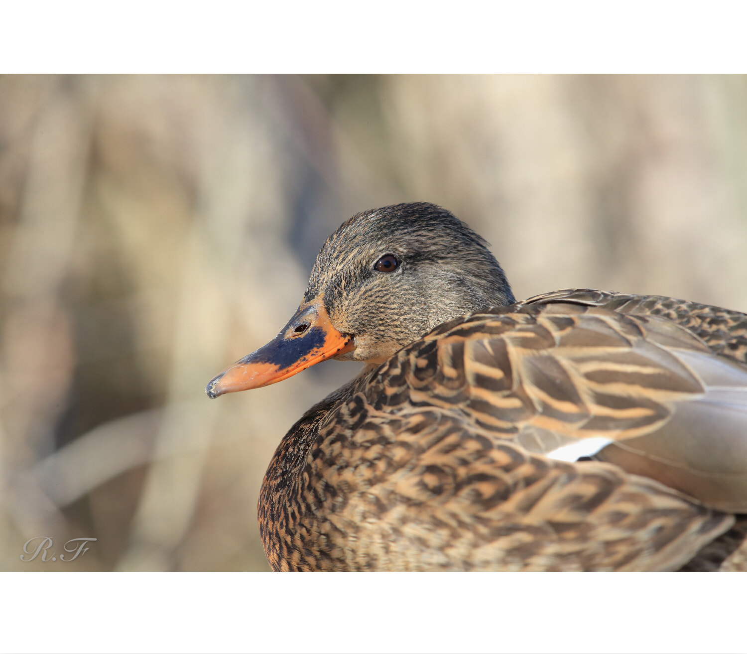Canon EF 600mm F4L IS II USM sample photo