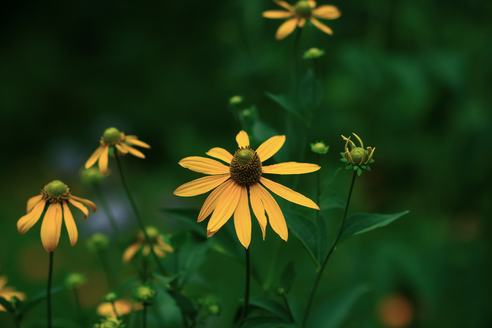 Canon EOS M3 + Canon EF 85mm F1.8 USM sample photo. Abg_20170108_10 photography